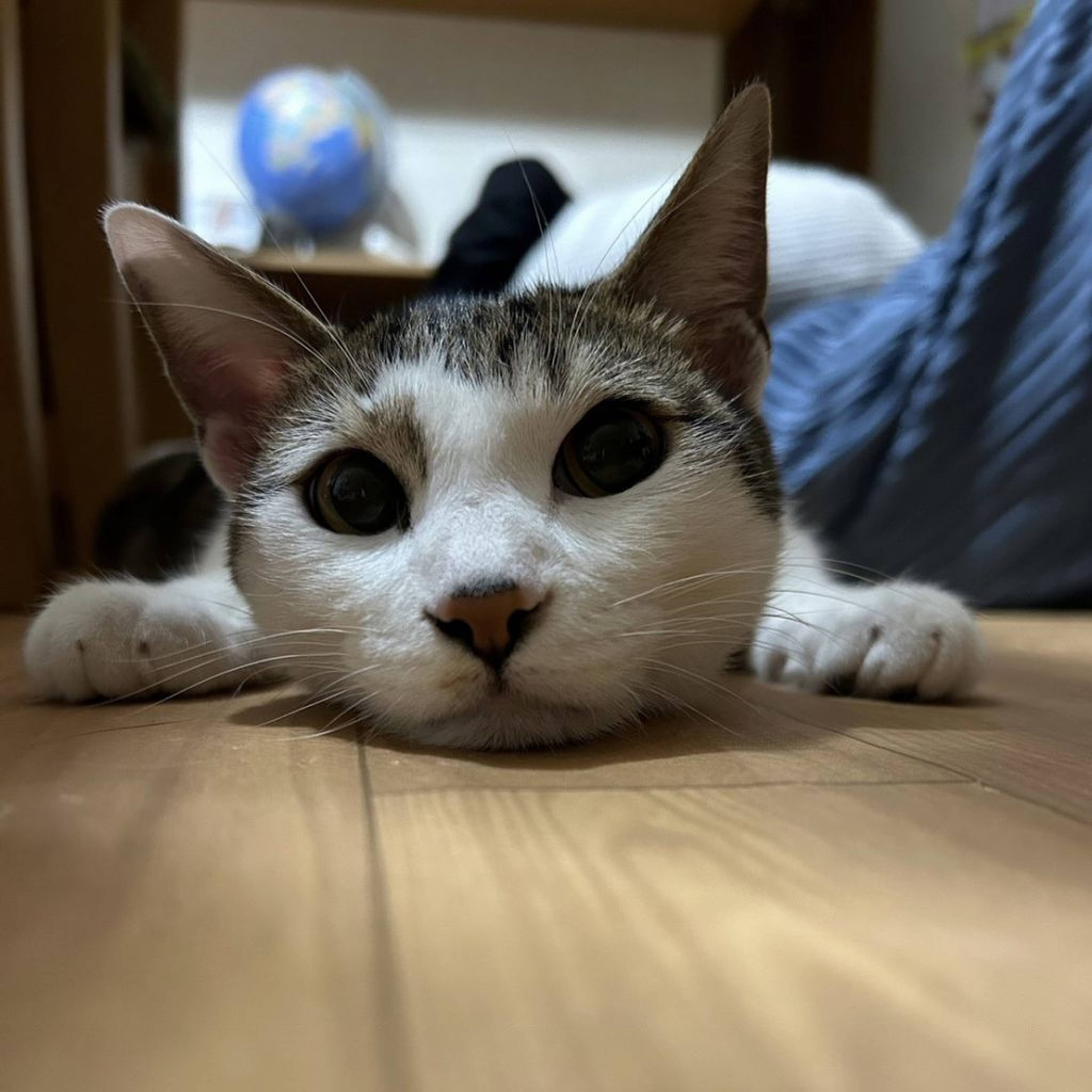 雑種（ミックス猫）・オスの里親募集の写真