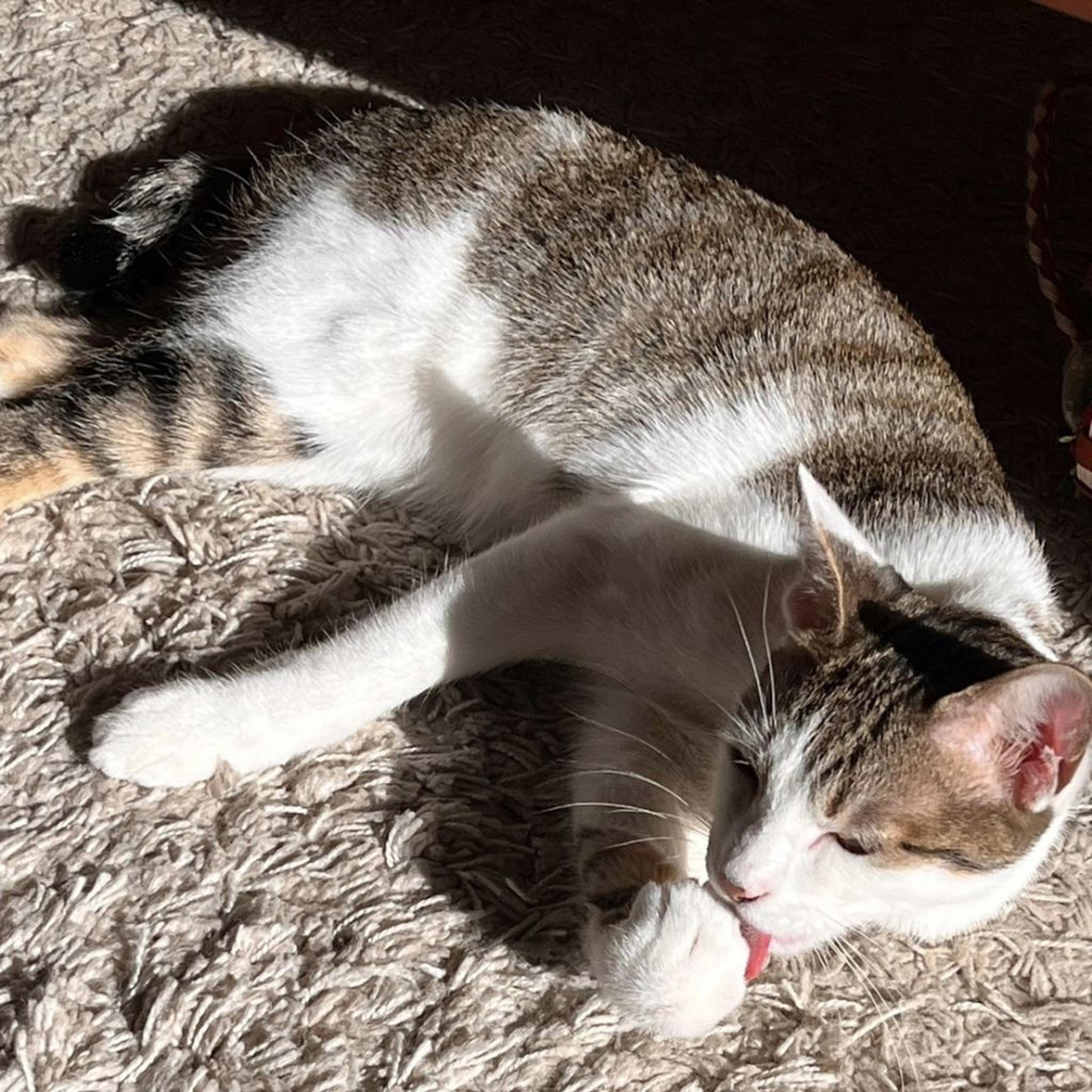 pet-image-2