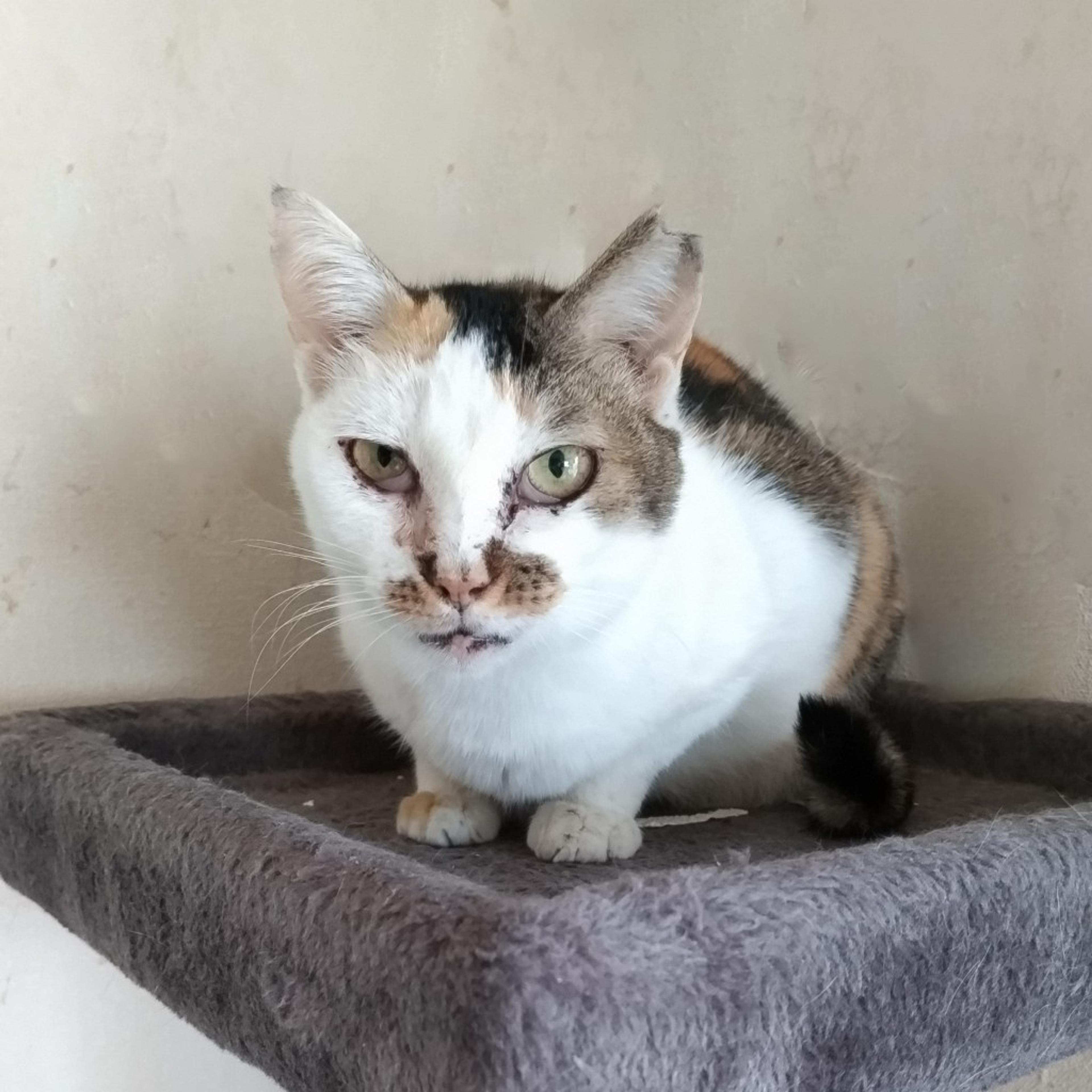 pet-image-5