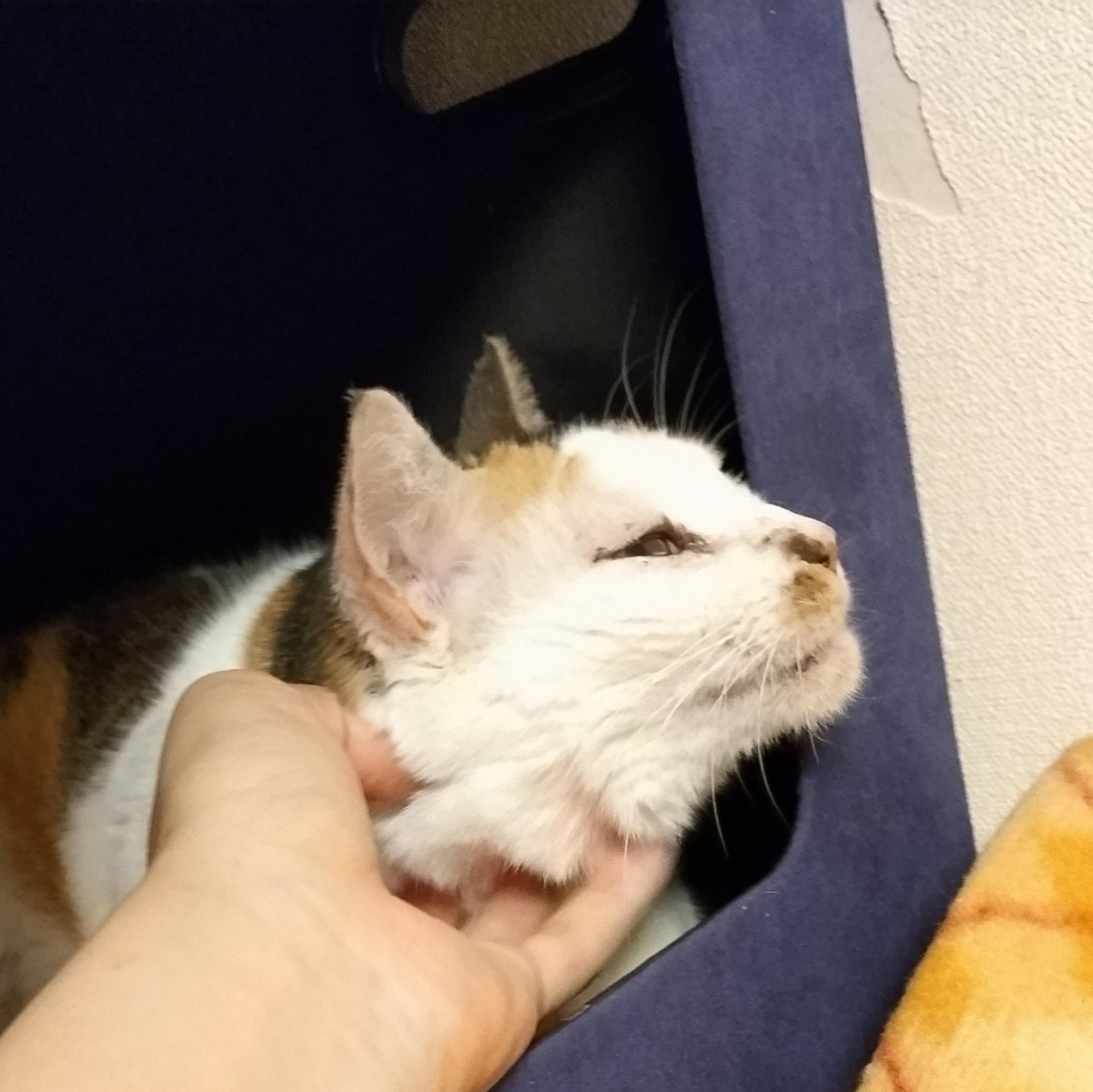 pet-image-8
