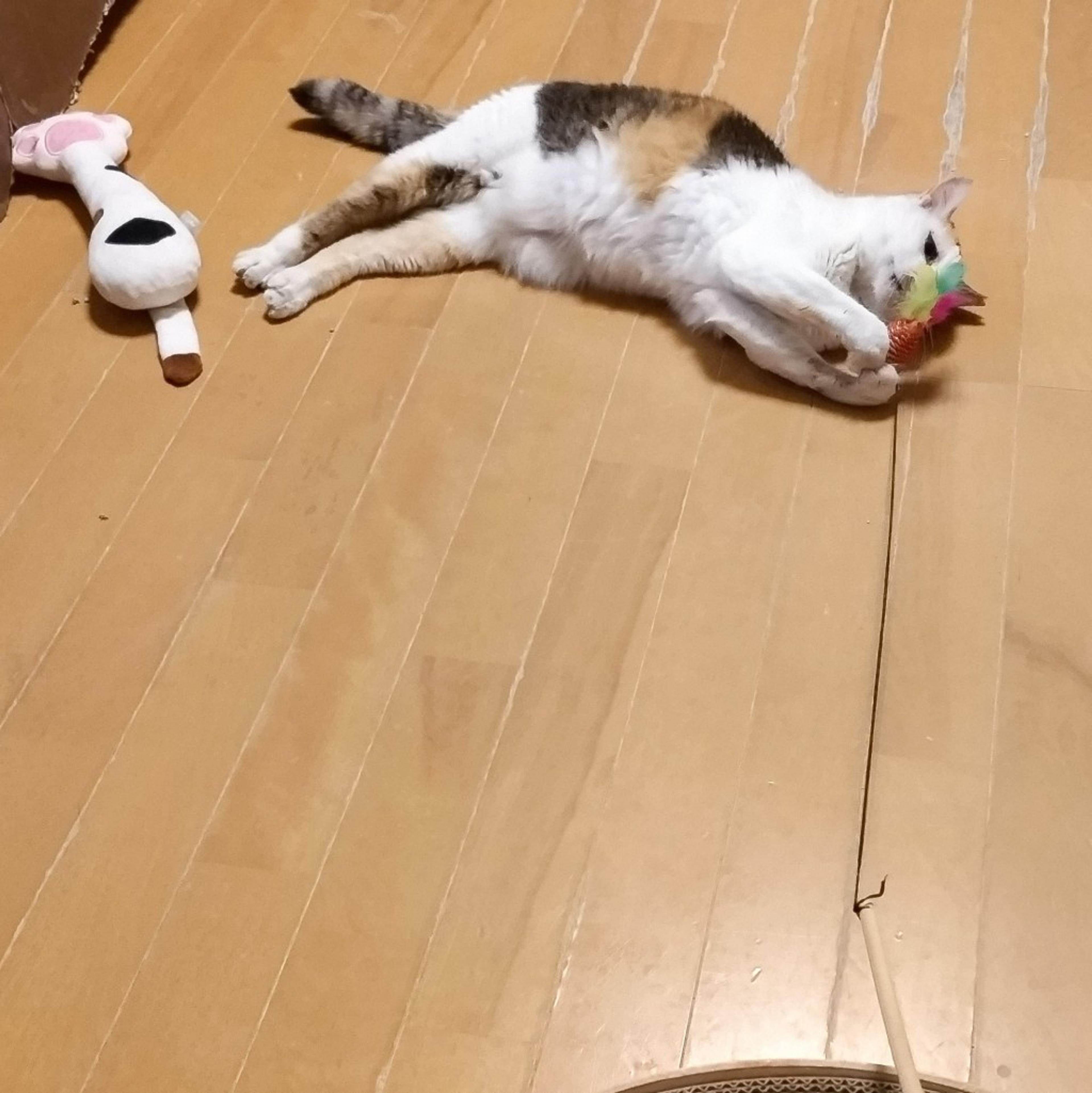 pet-image-10