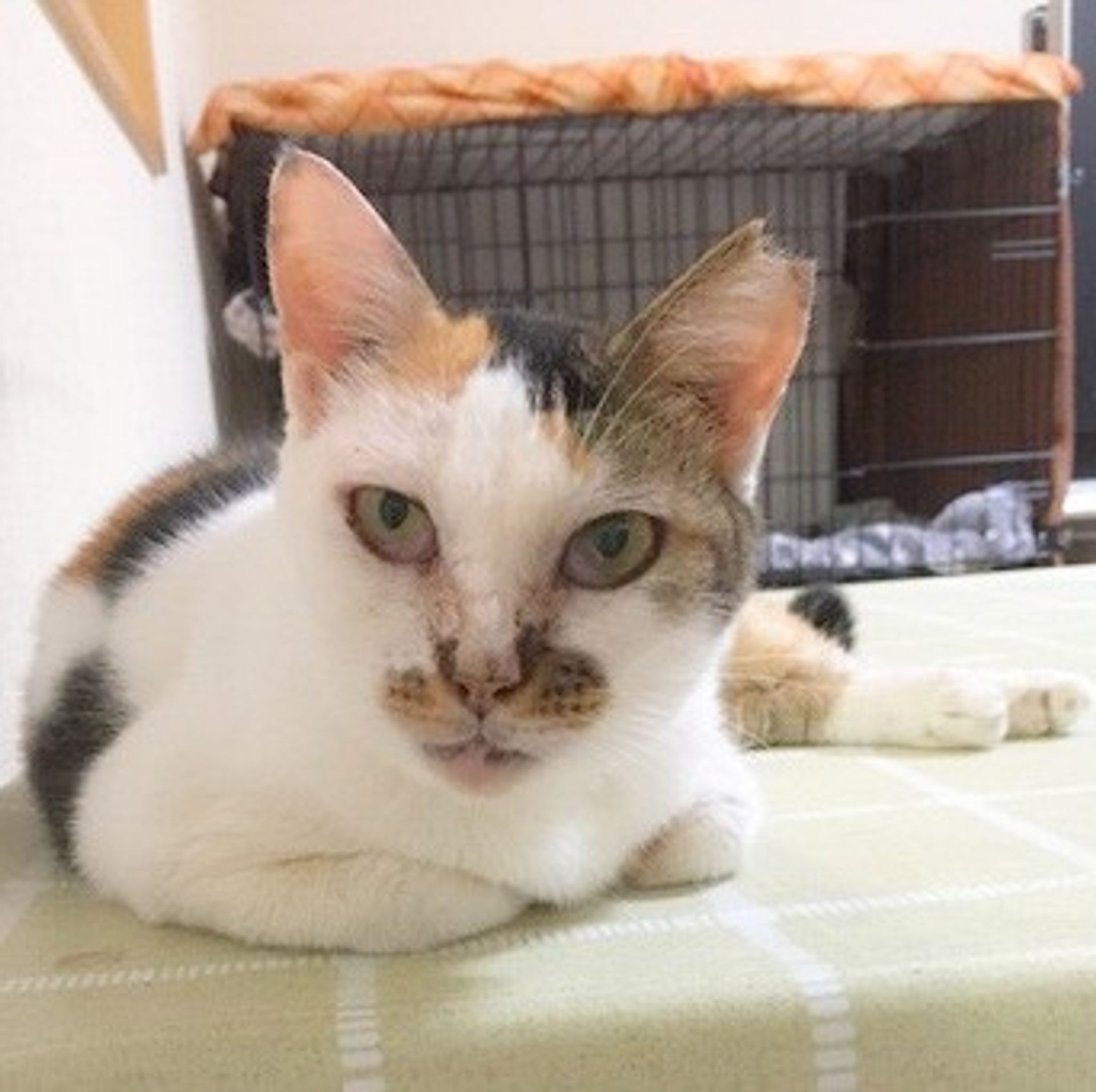 雑種（ミックス猫）・メスの里親募集の写真
