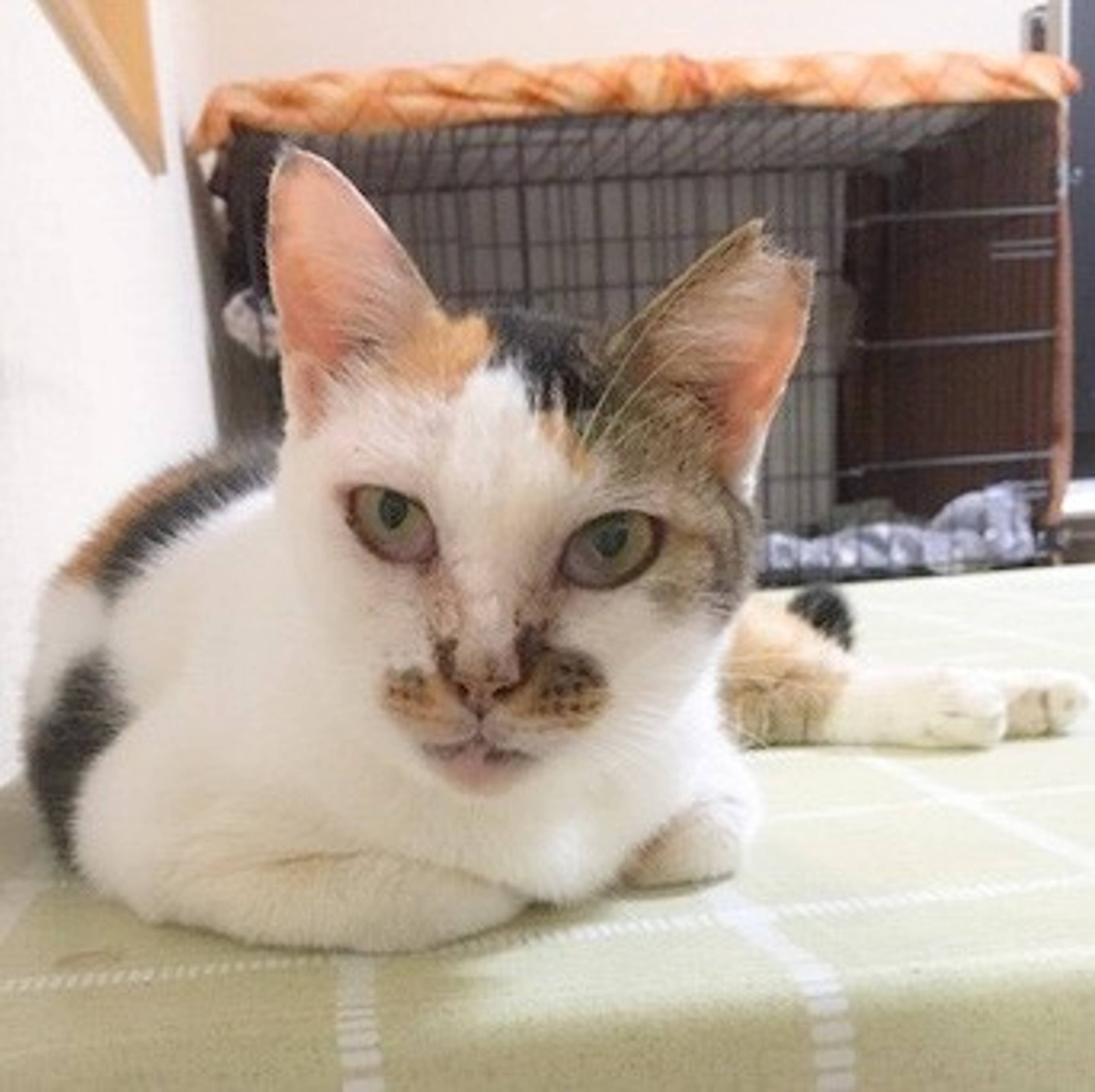雑種（ミックス猫）・メスの里親募集の写真
