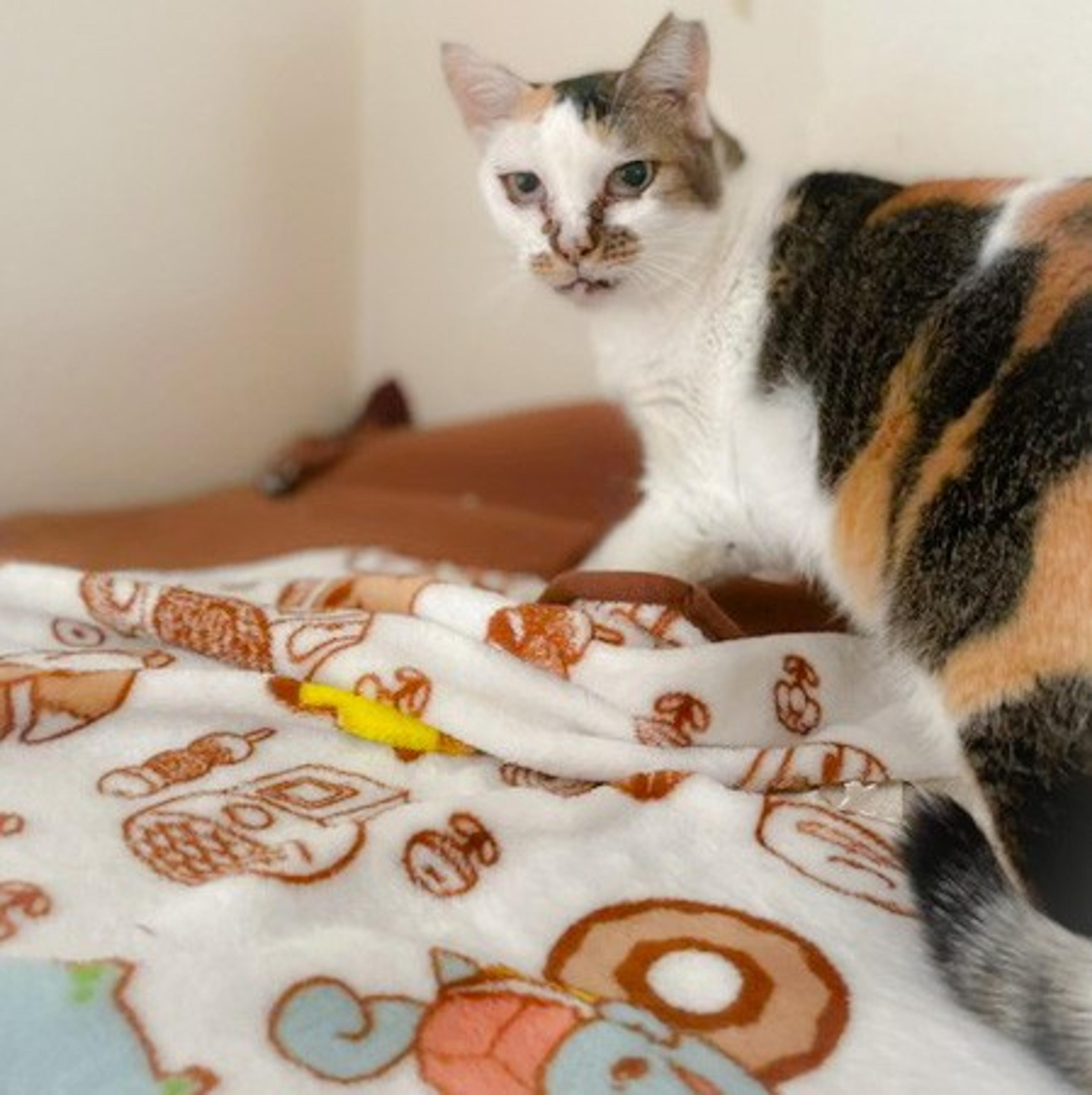 pet-image-2