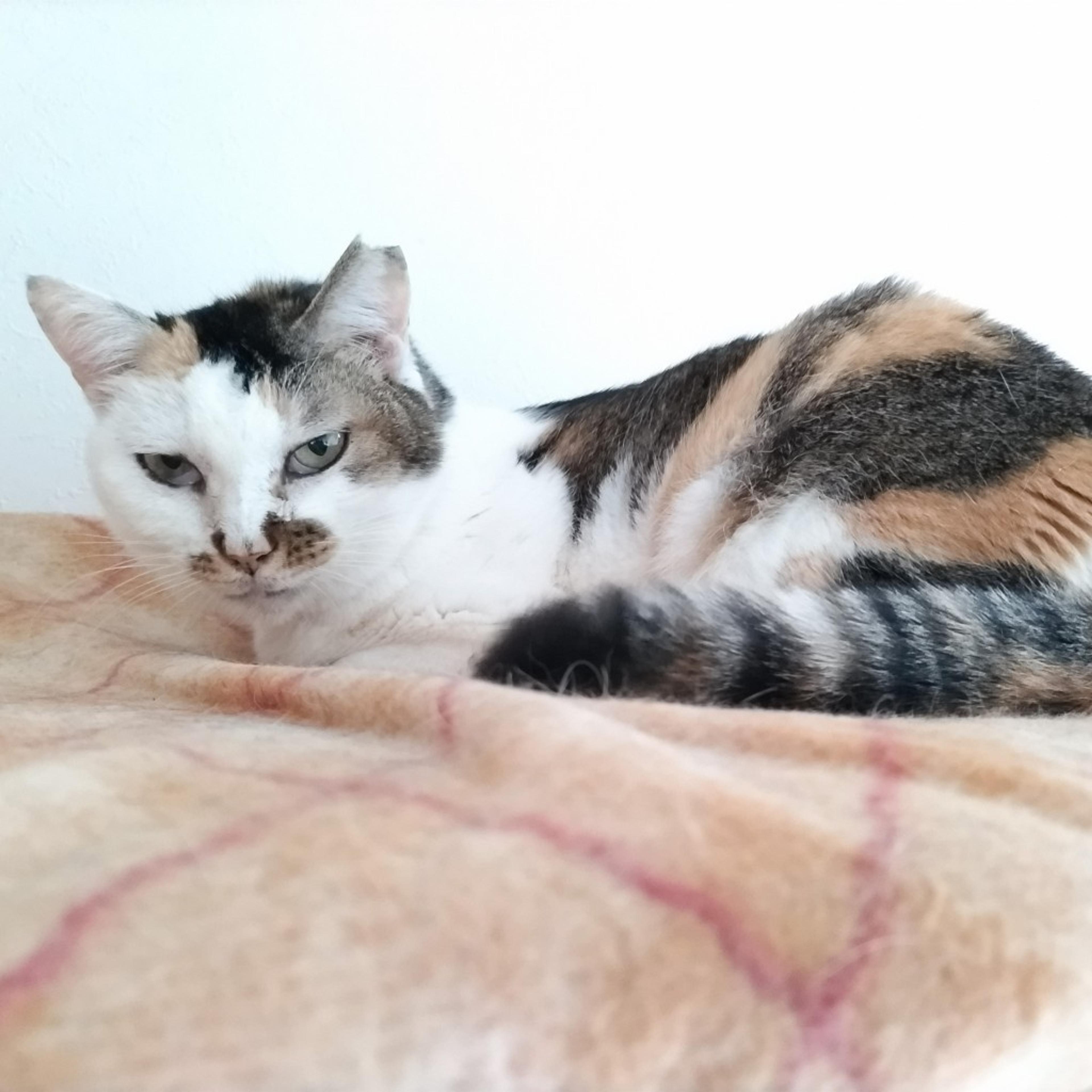 pet-image-4