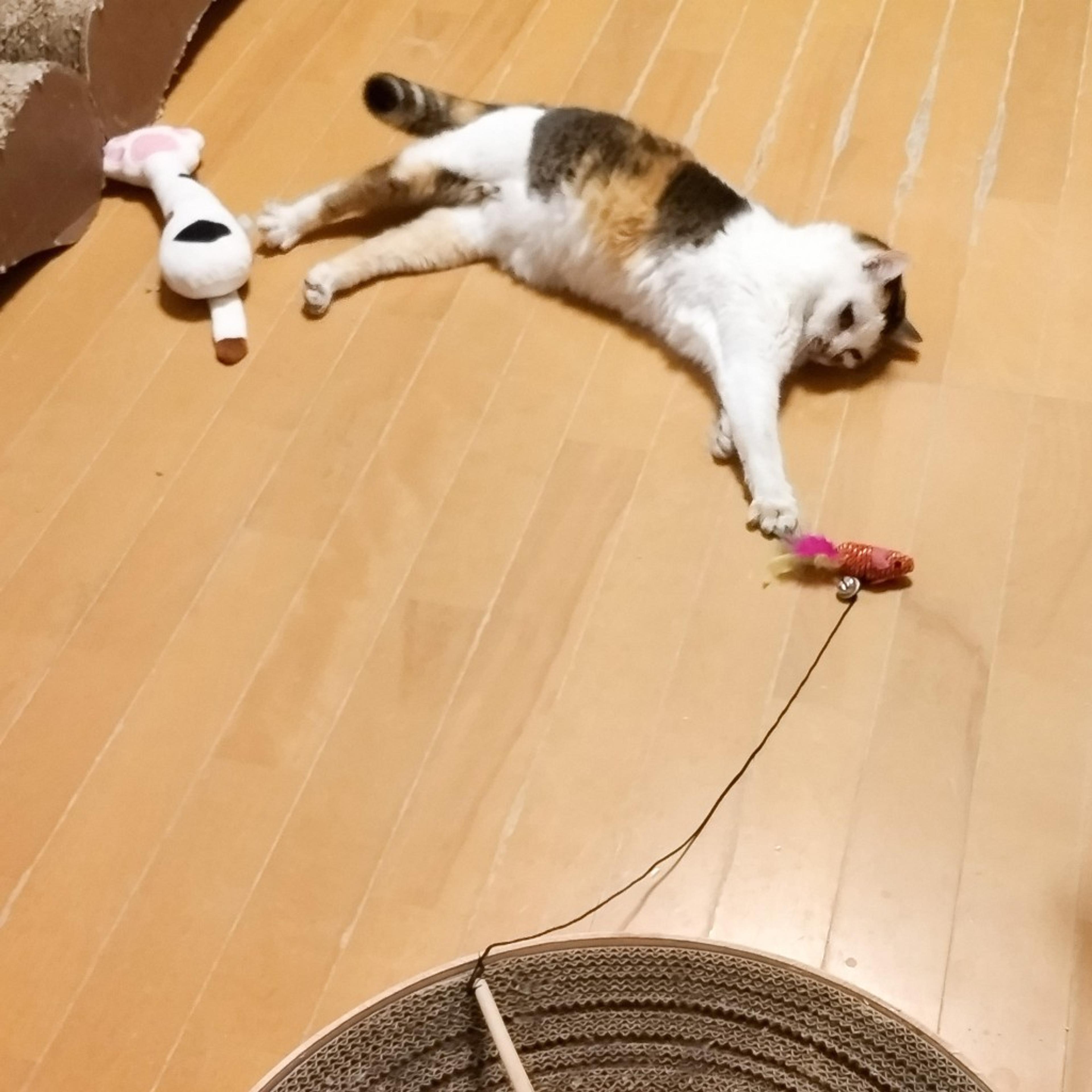 pet-image-9
