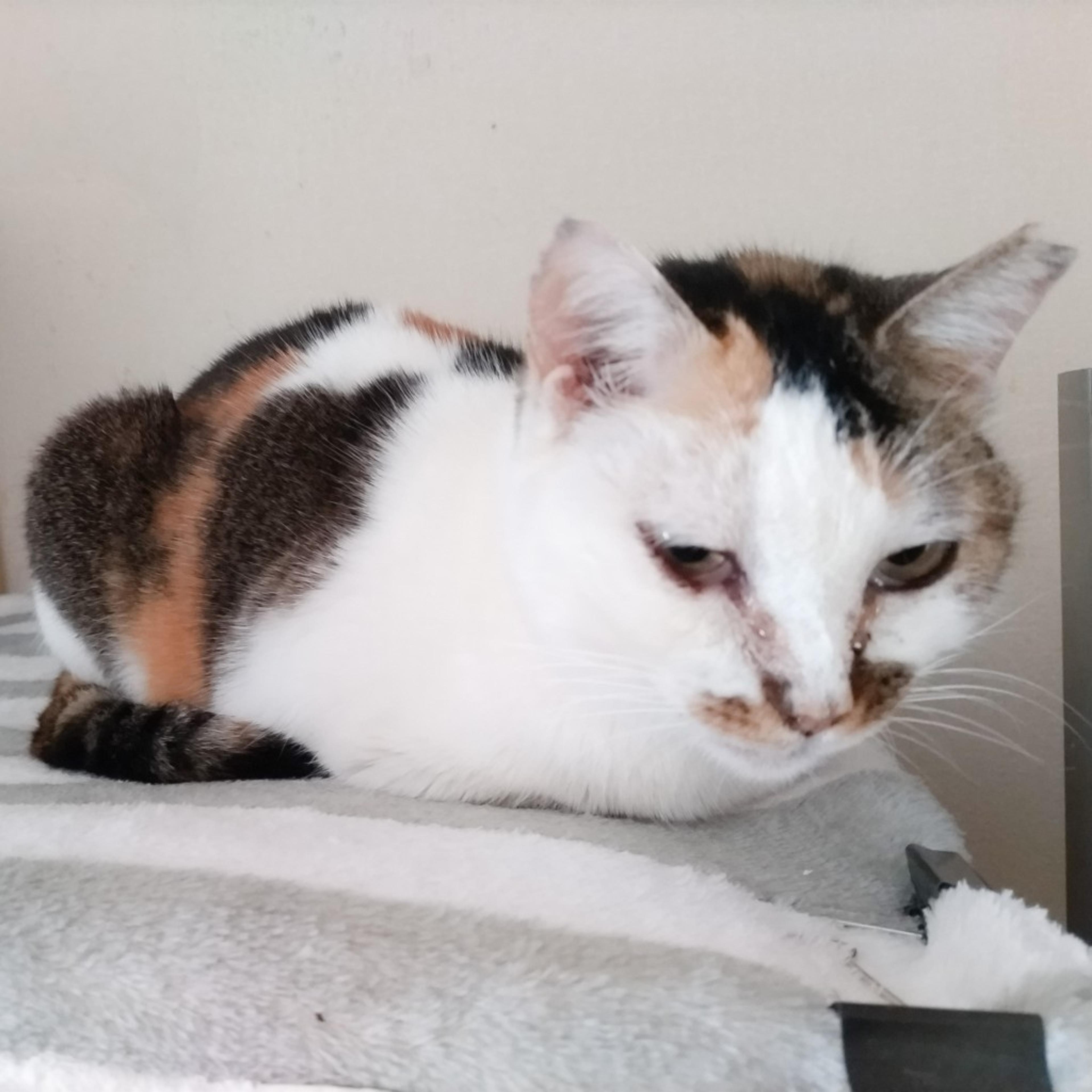 pet-image-6