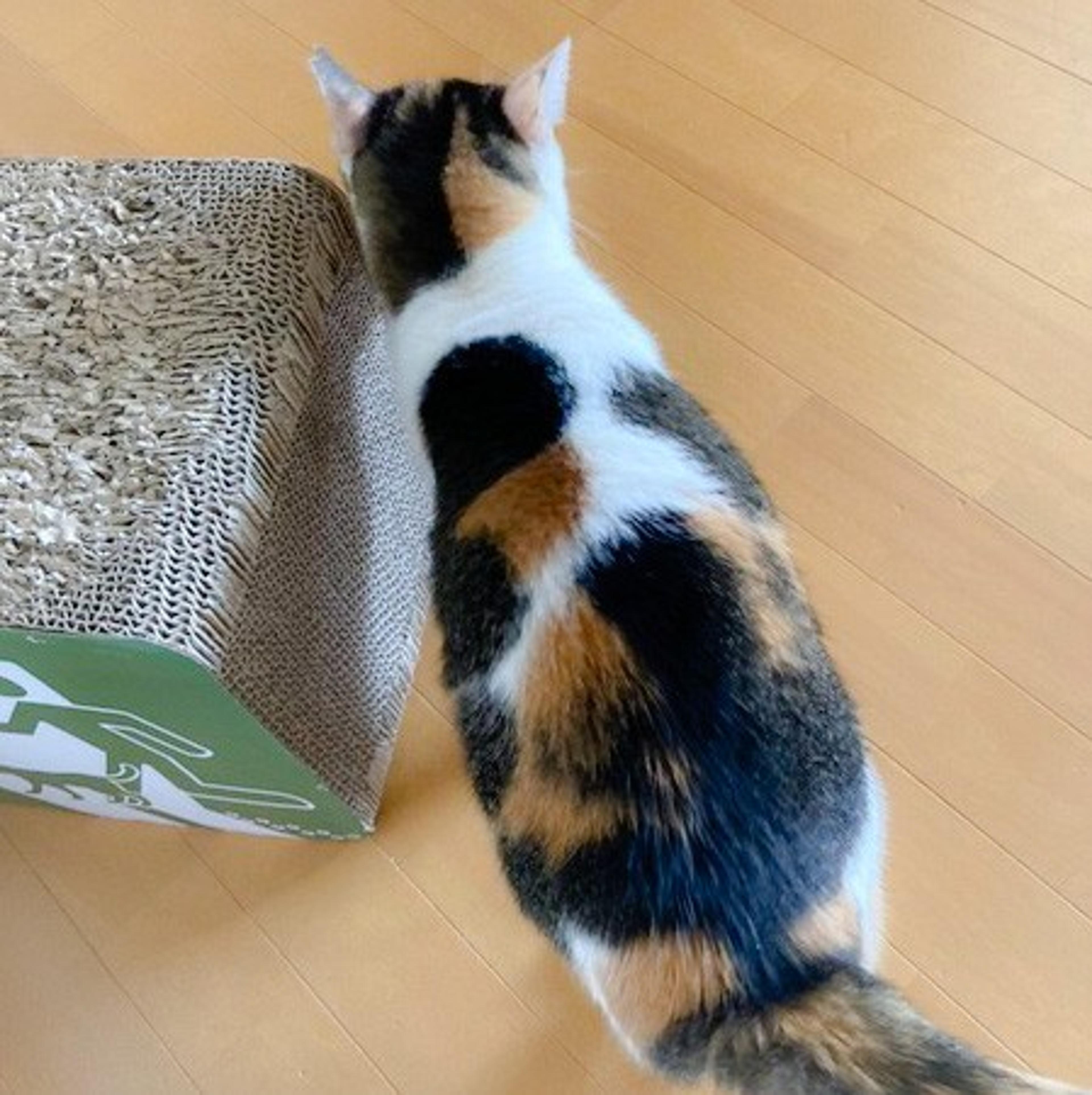 pet-image-7