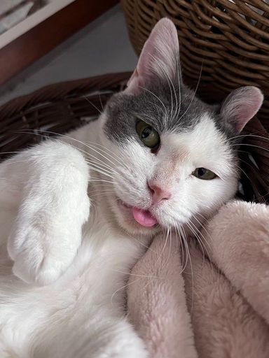 雑種（ミックス猫）・メスの里親募集の写真