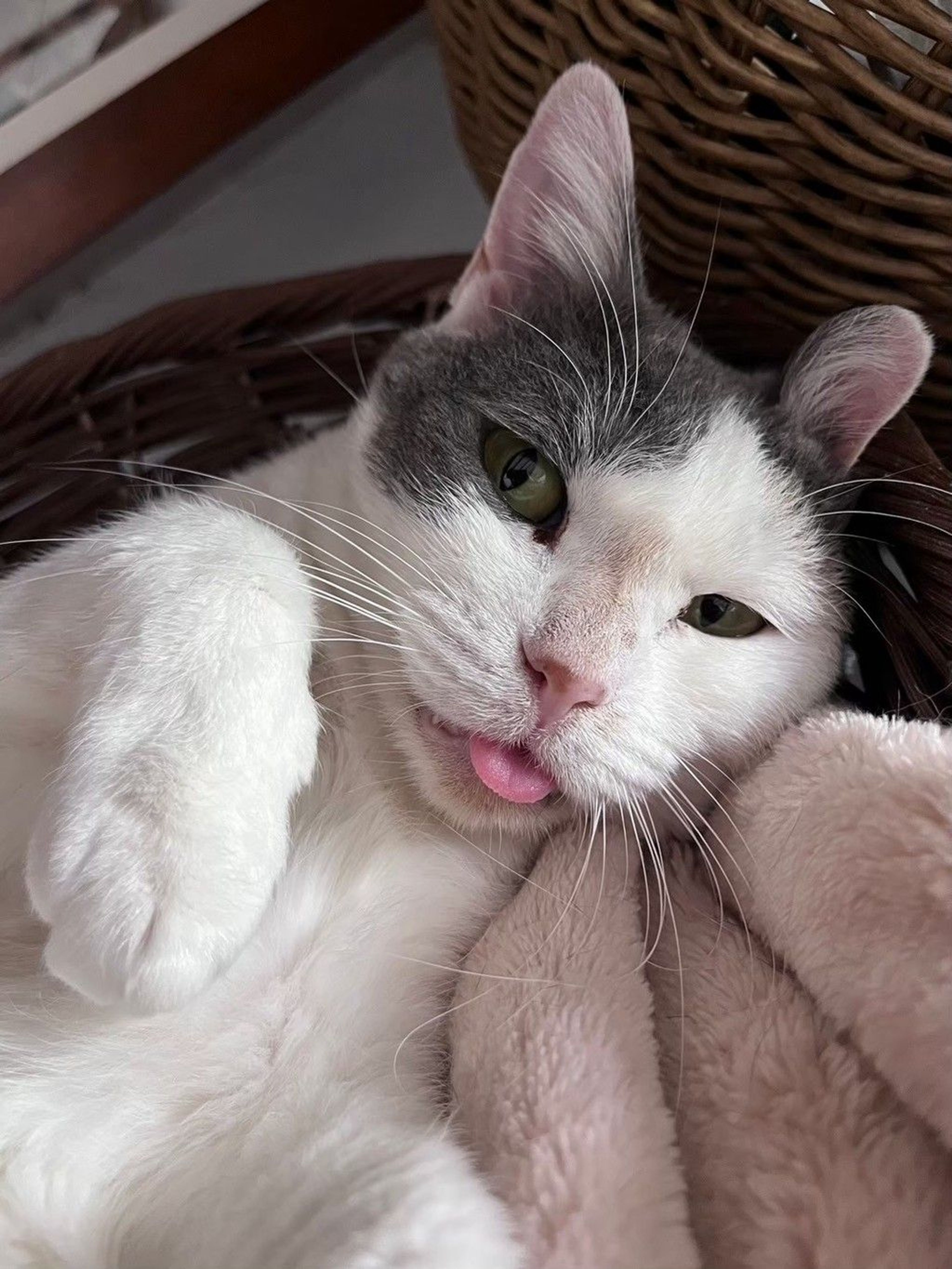 雑種（ミックス猫）・メスの里親募集の写真