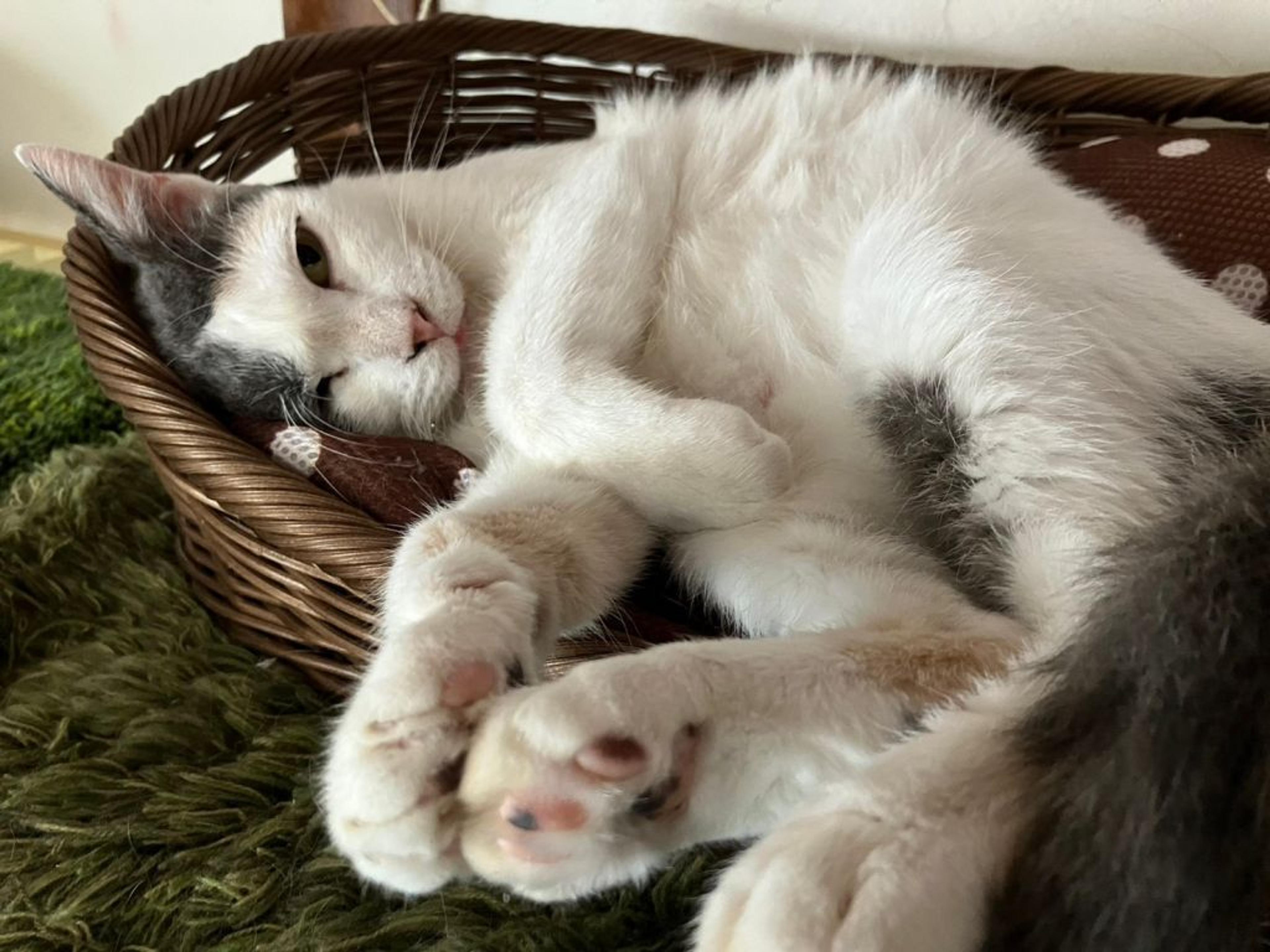 pet-image-2