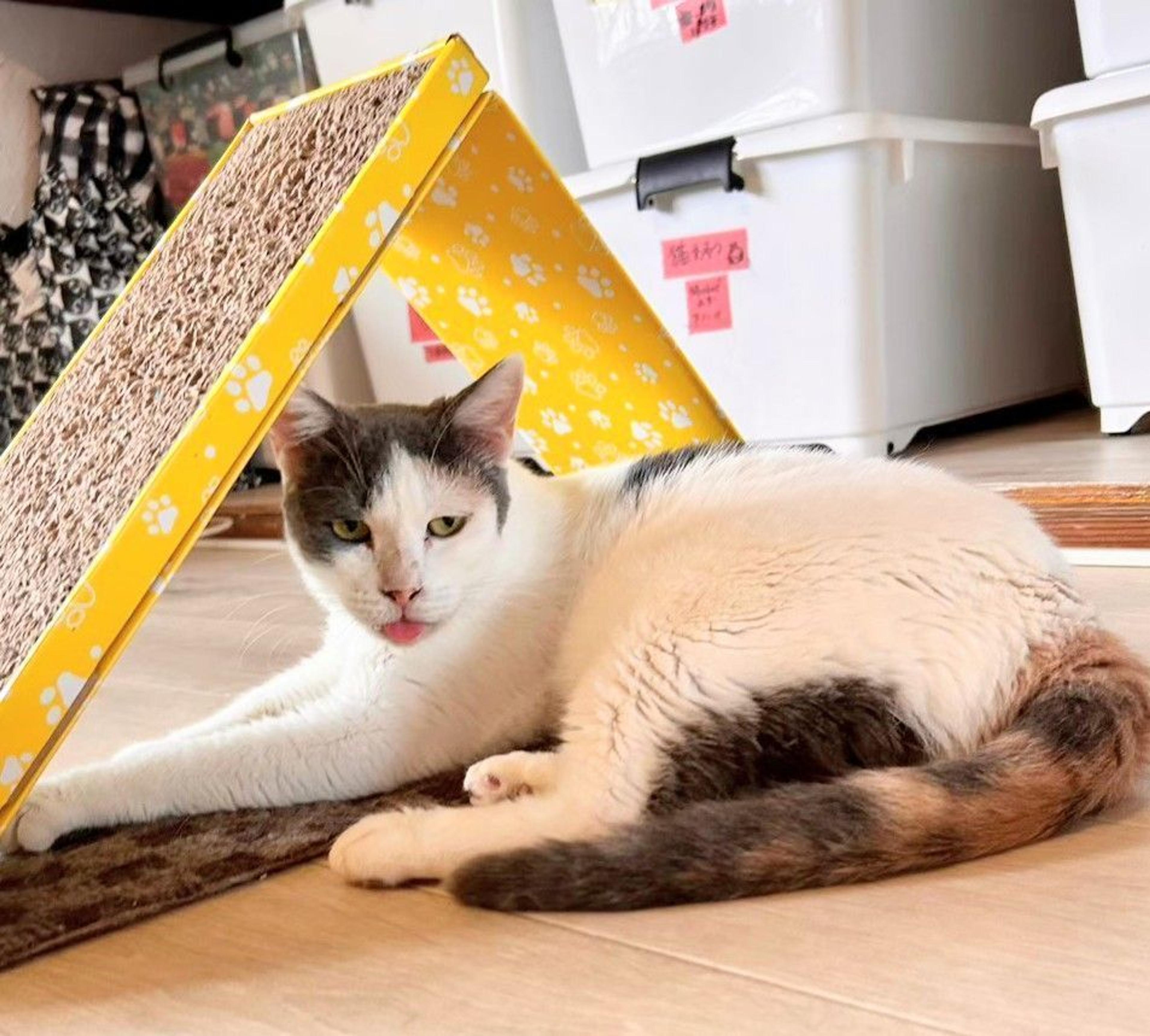 pet-image-3