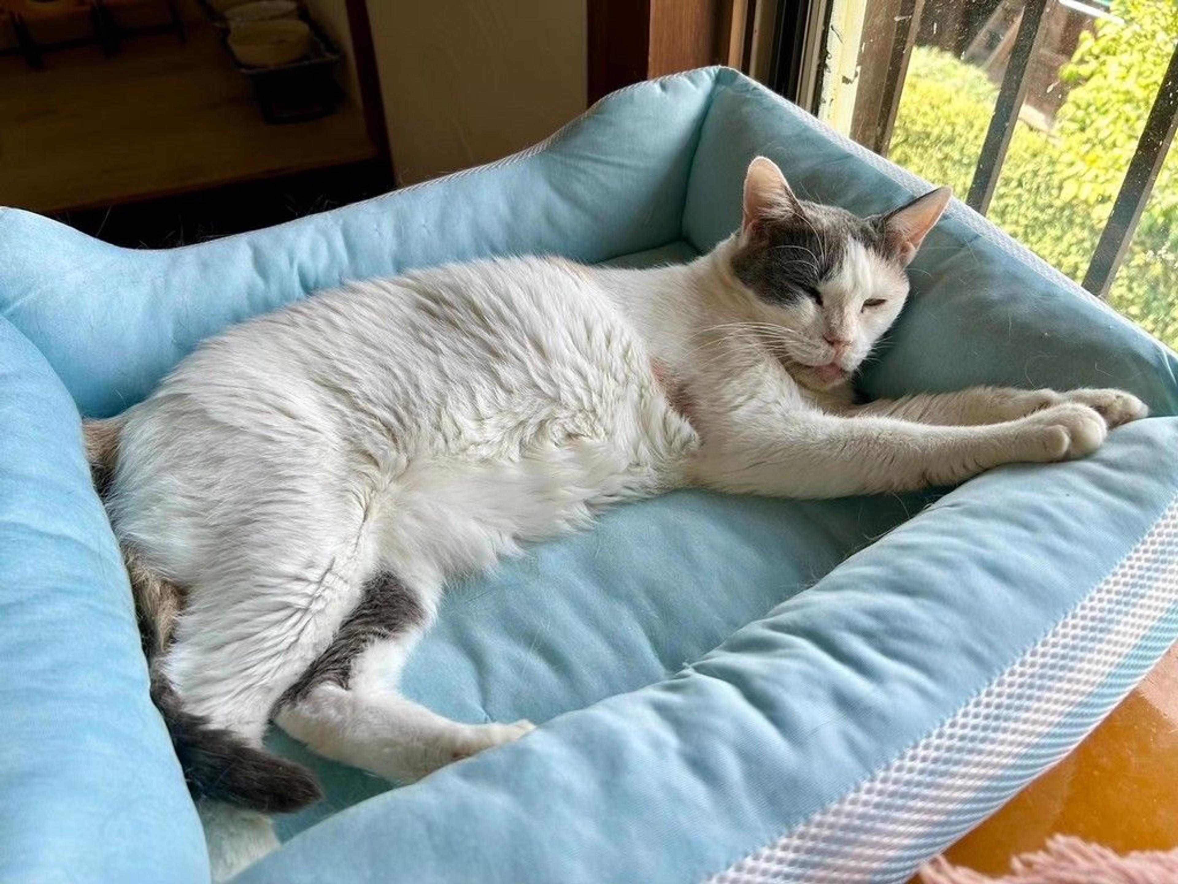 pet-image-5