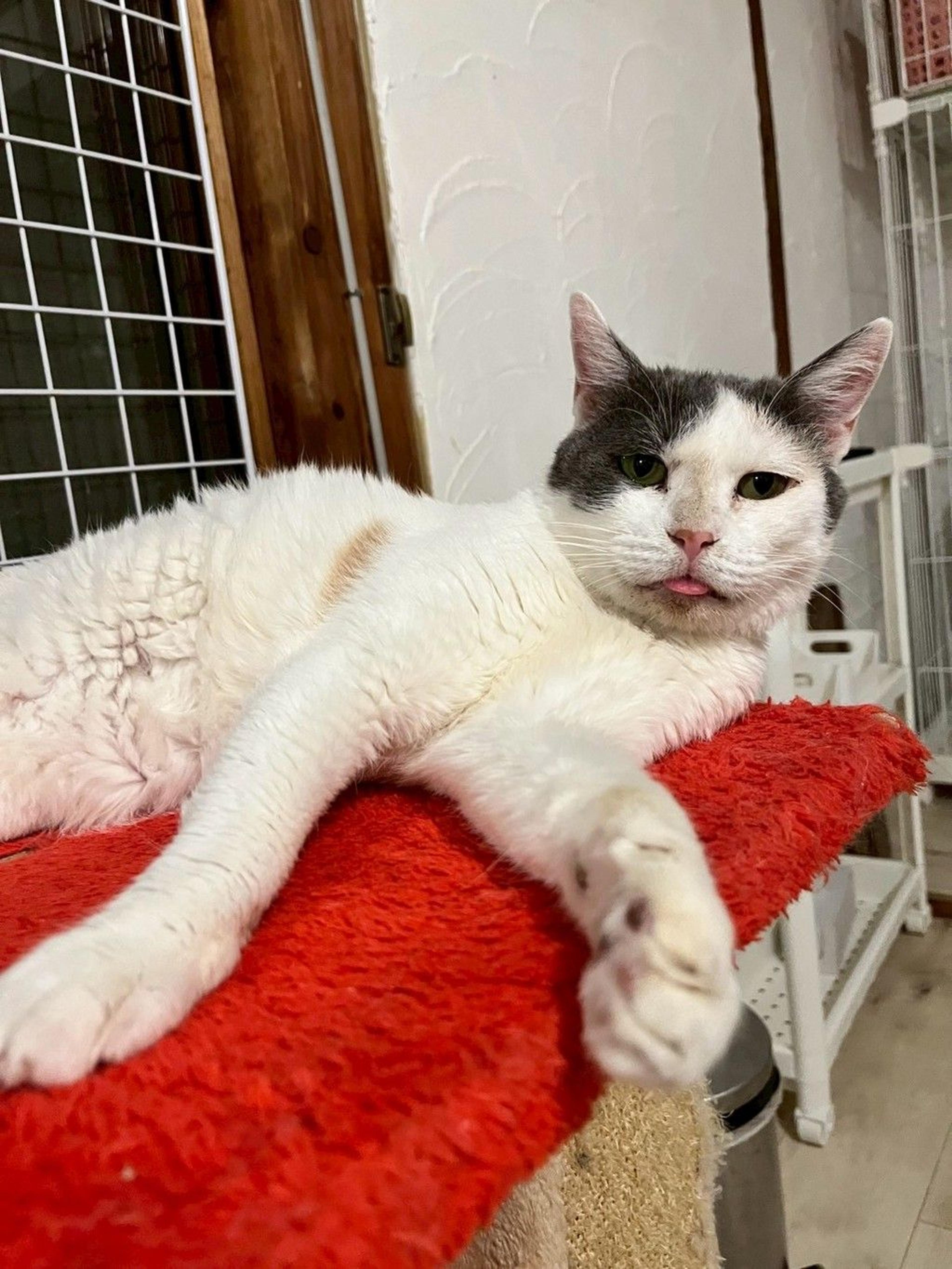 pet-image-9