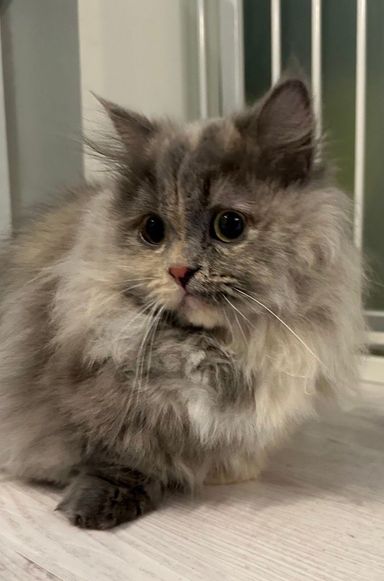 ペルシャ・メスの里親募集の写真
