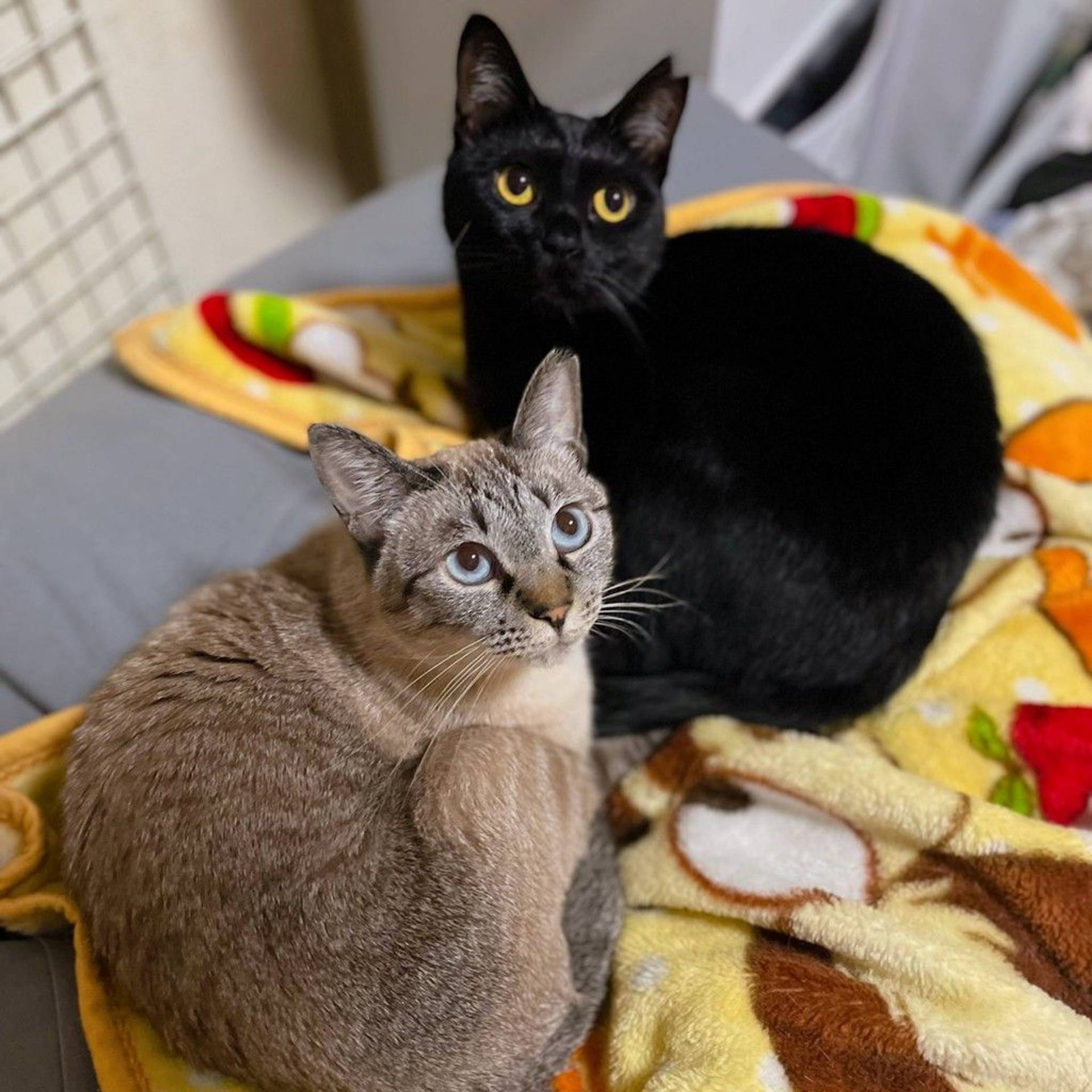 日本猫・メスの里親募集の写真