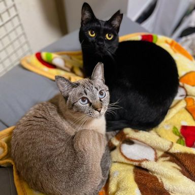 日本猫・メスの里親募集の写真