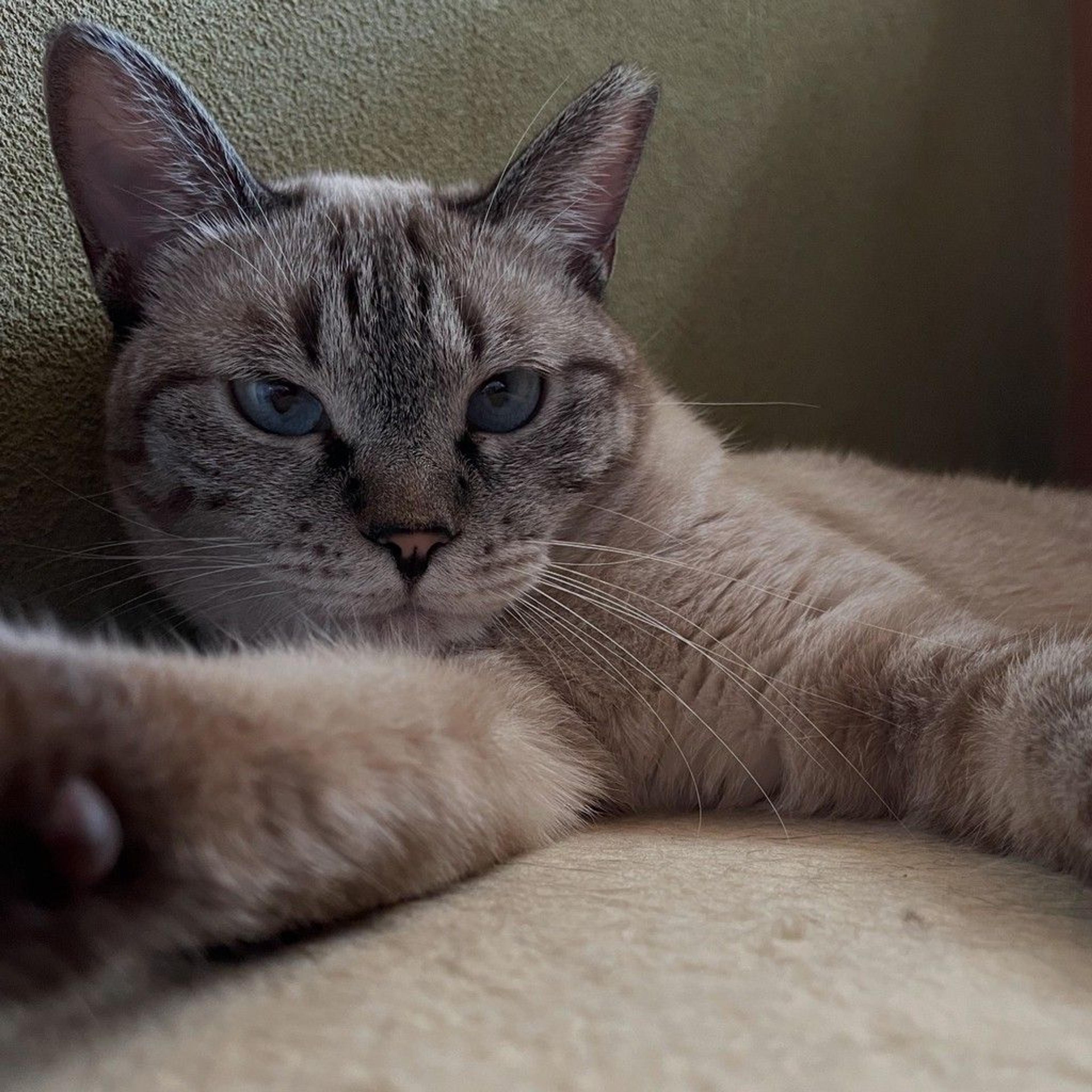 pet-image-2