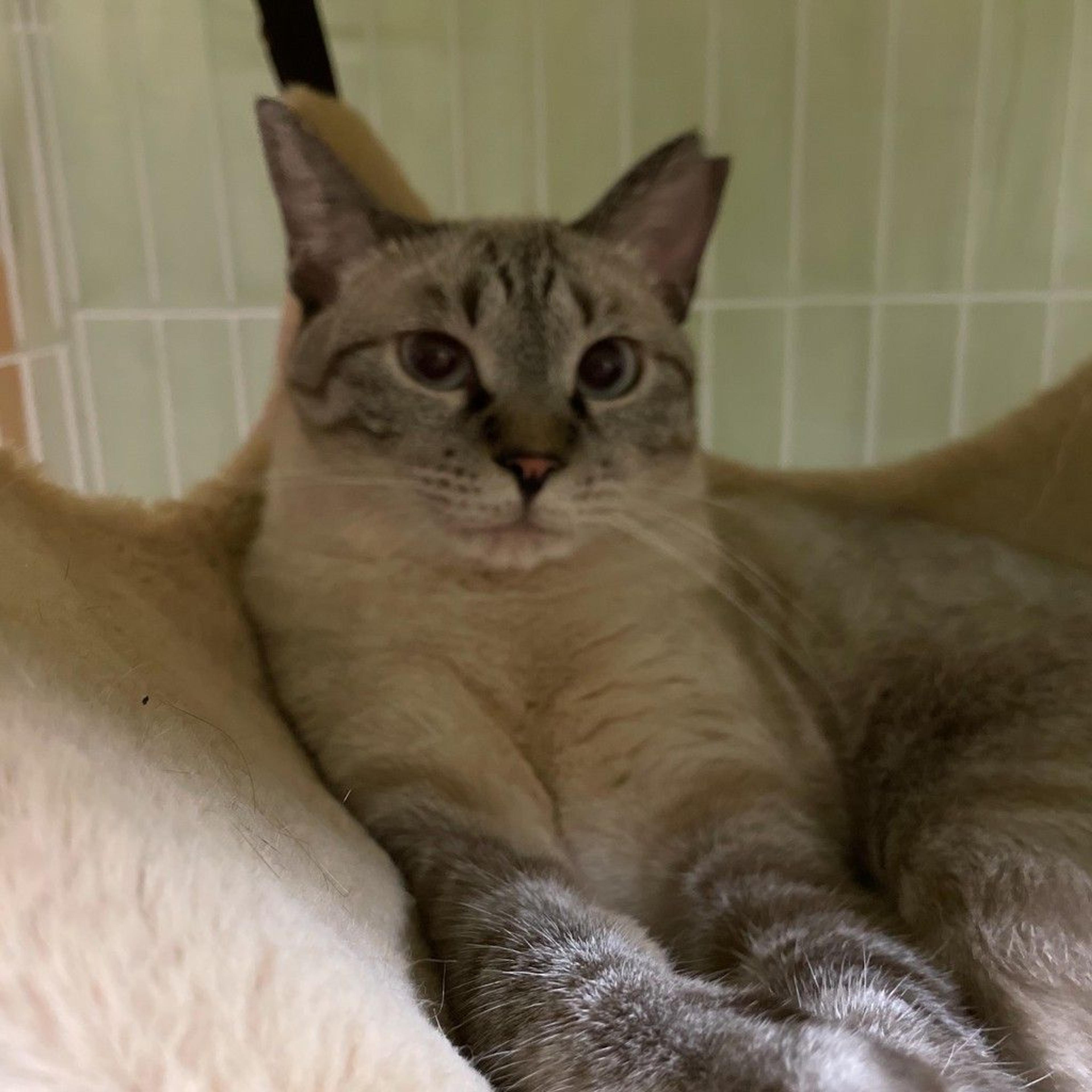 pet-image-3
