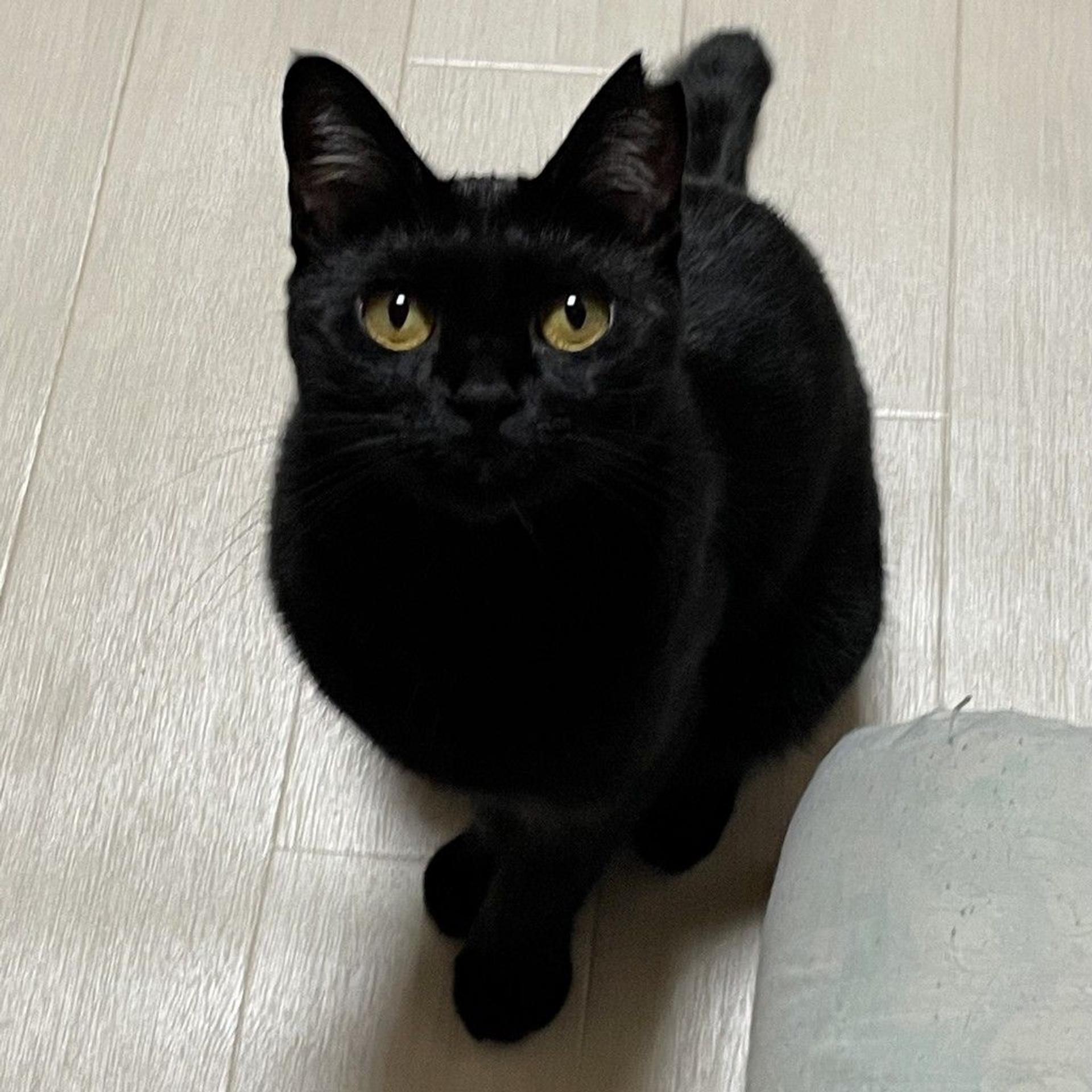 pet-image-4