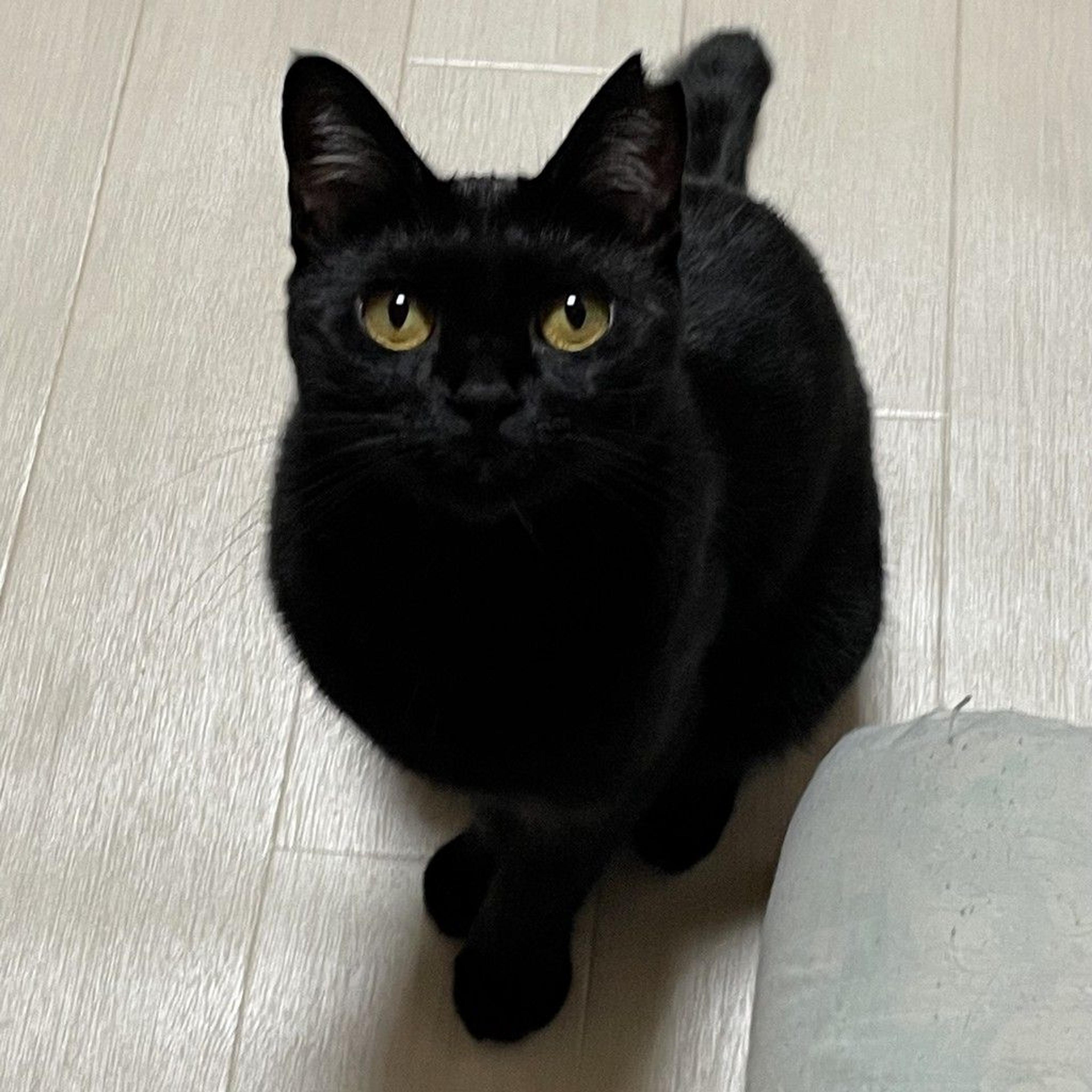 pet-image-4