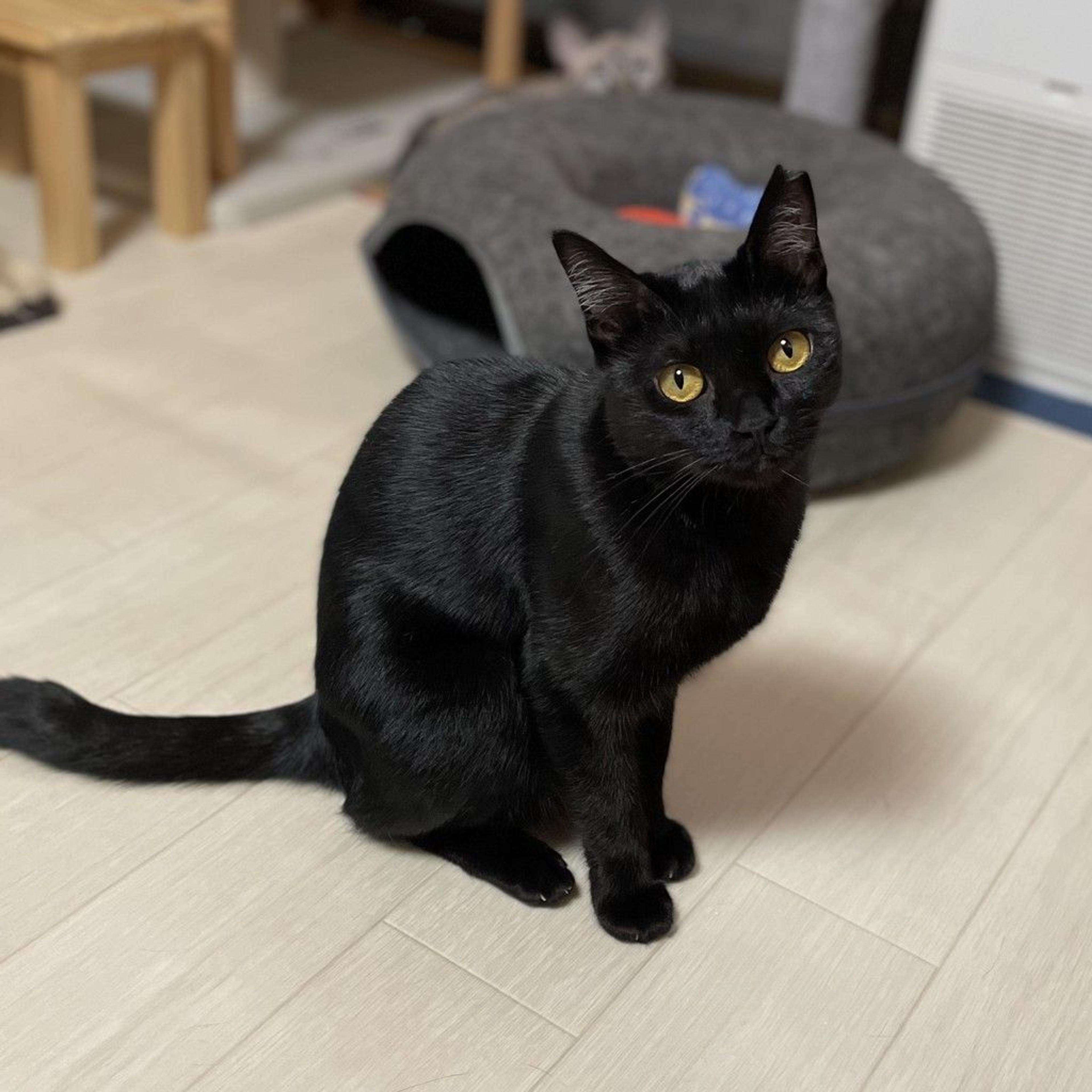 pet-image-5