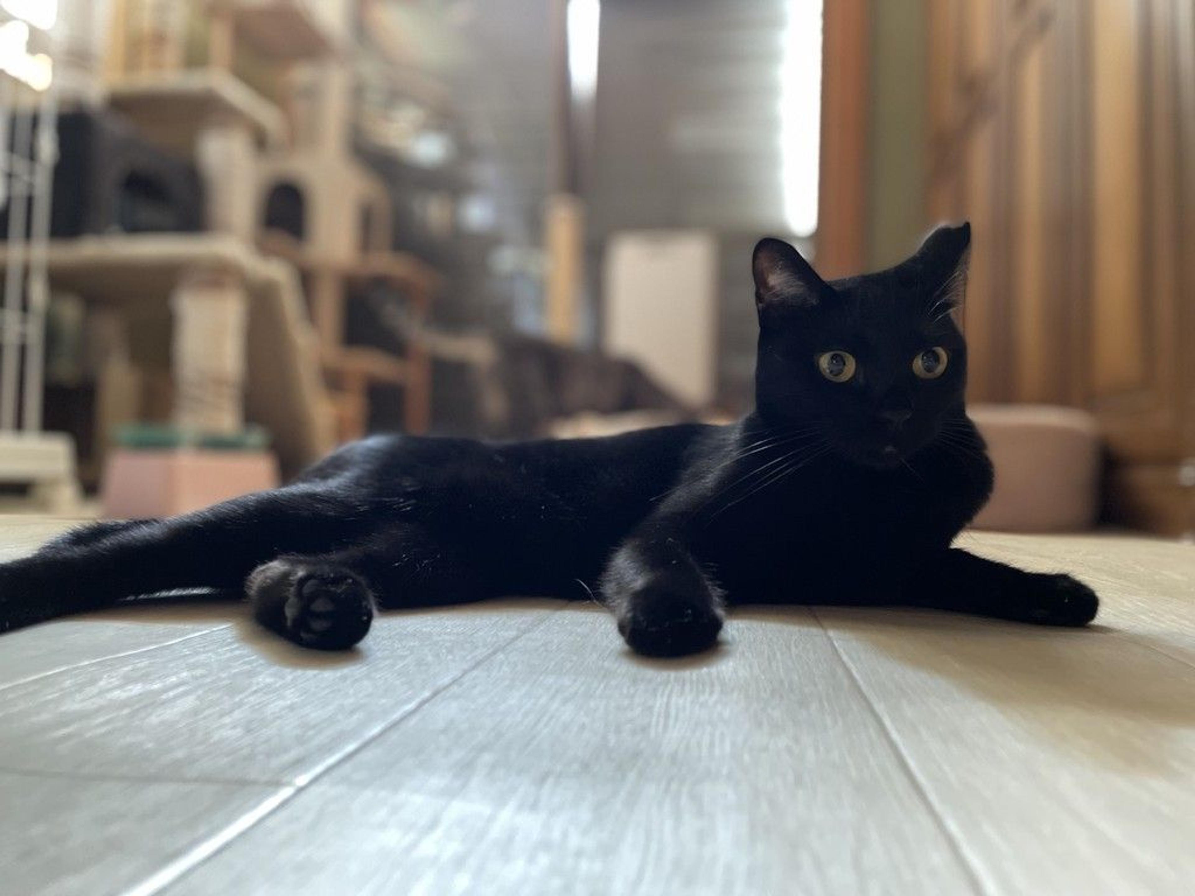 pet-image-6