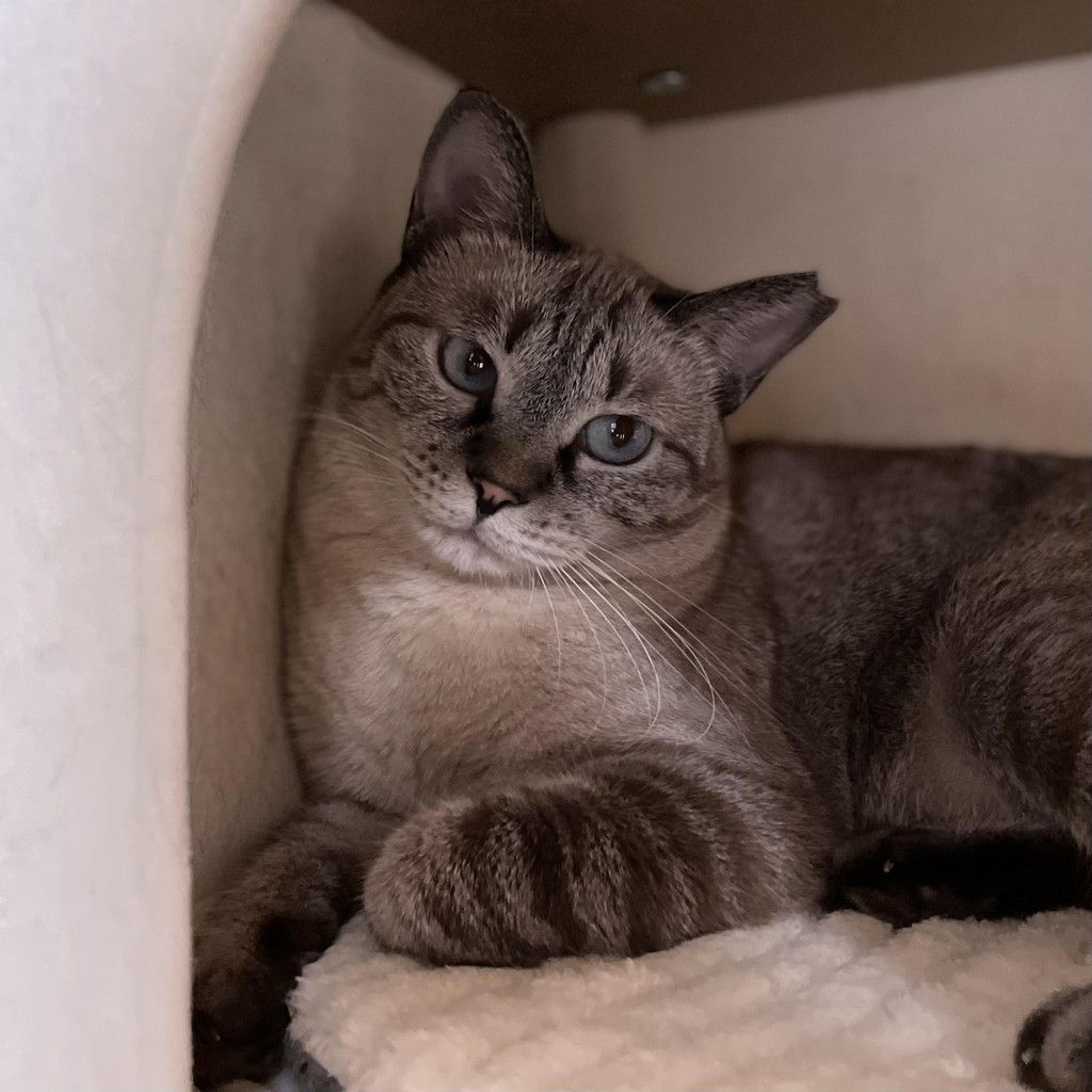 pet-image-7