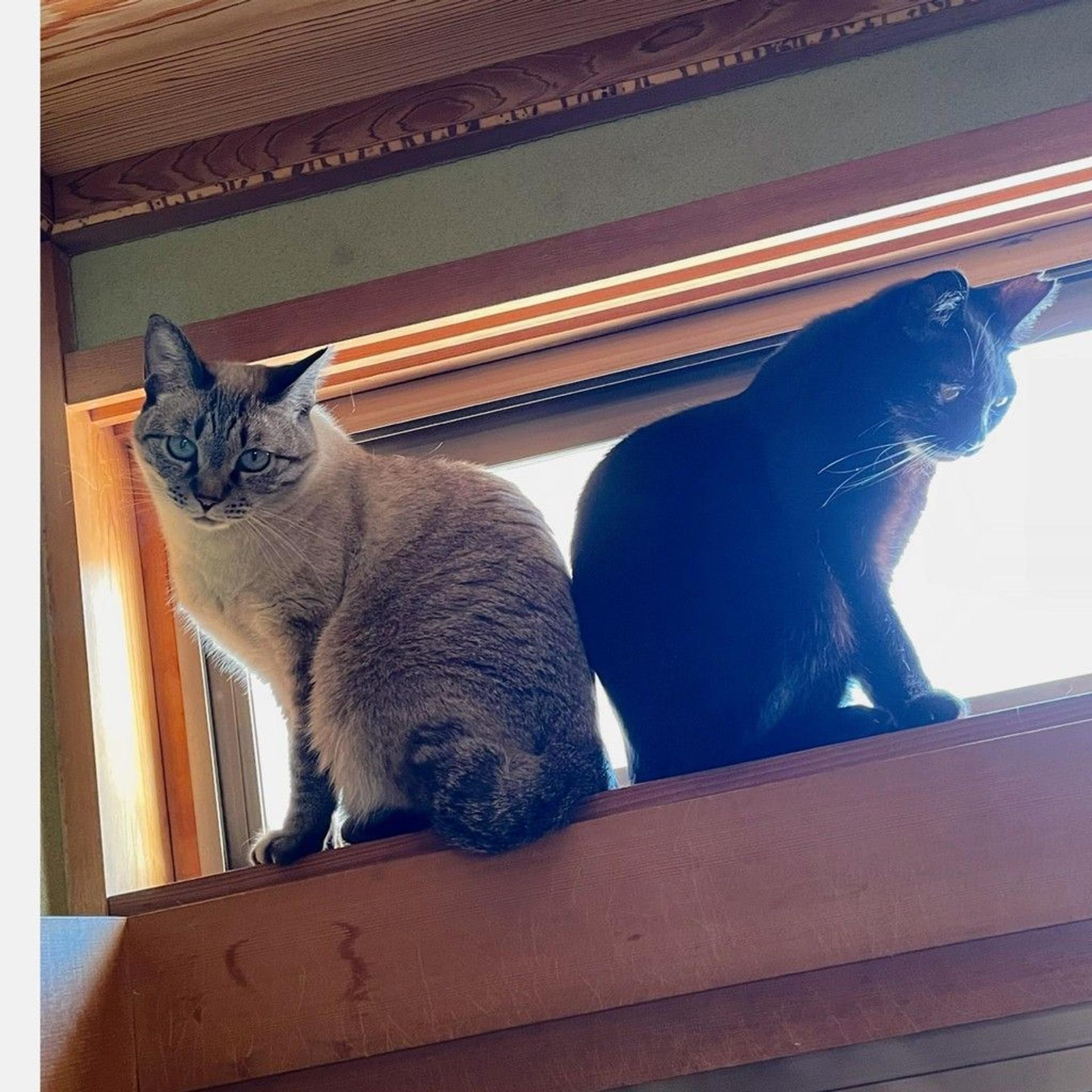 pet-image-8