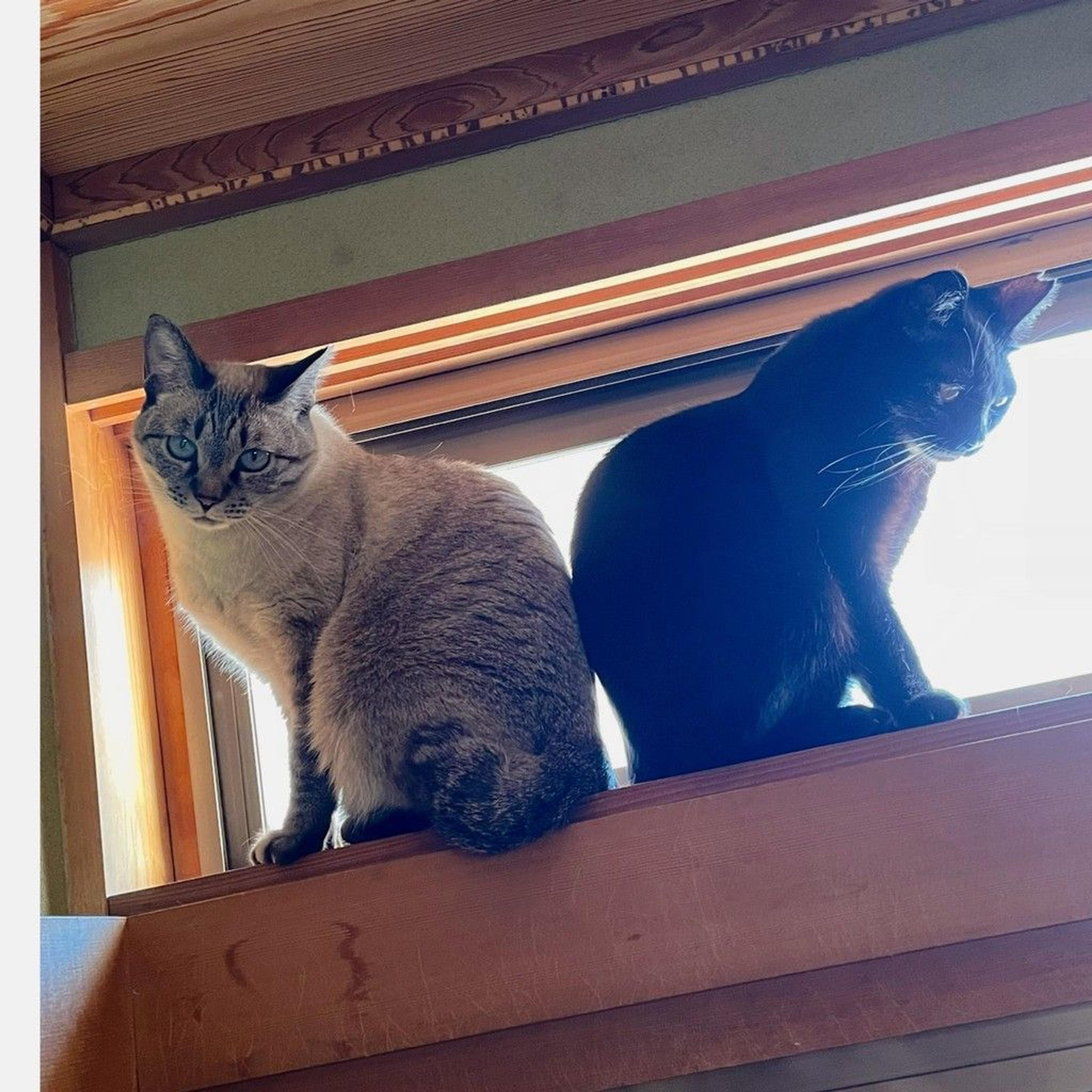 pet-image-8
