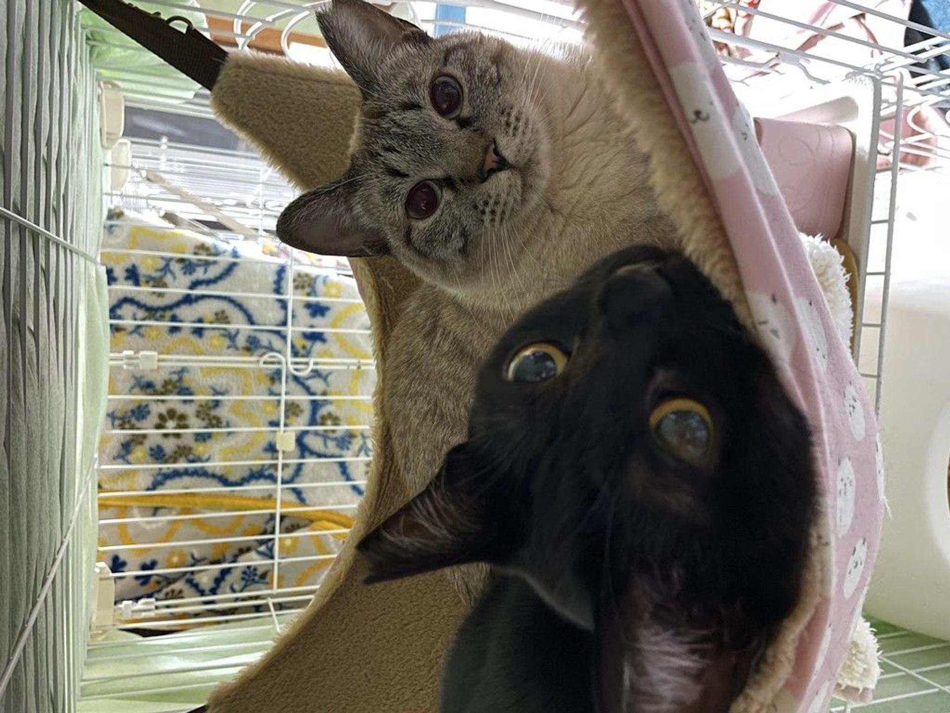 pet-image-9