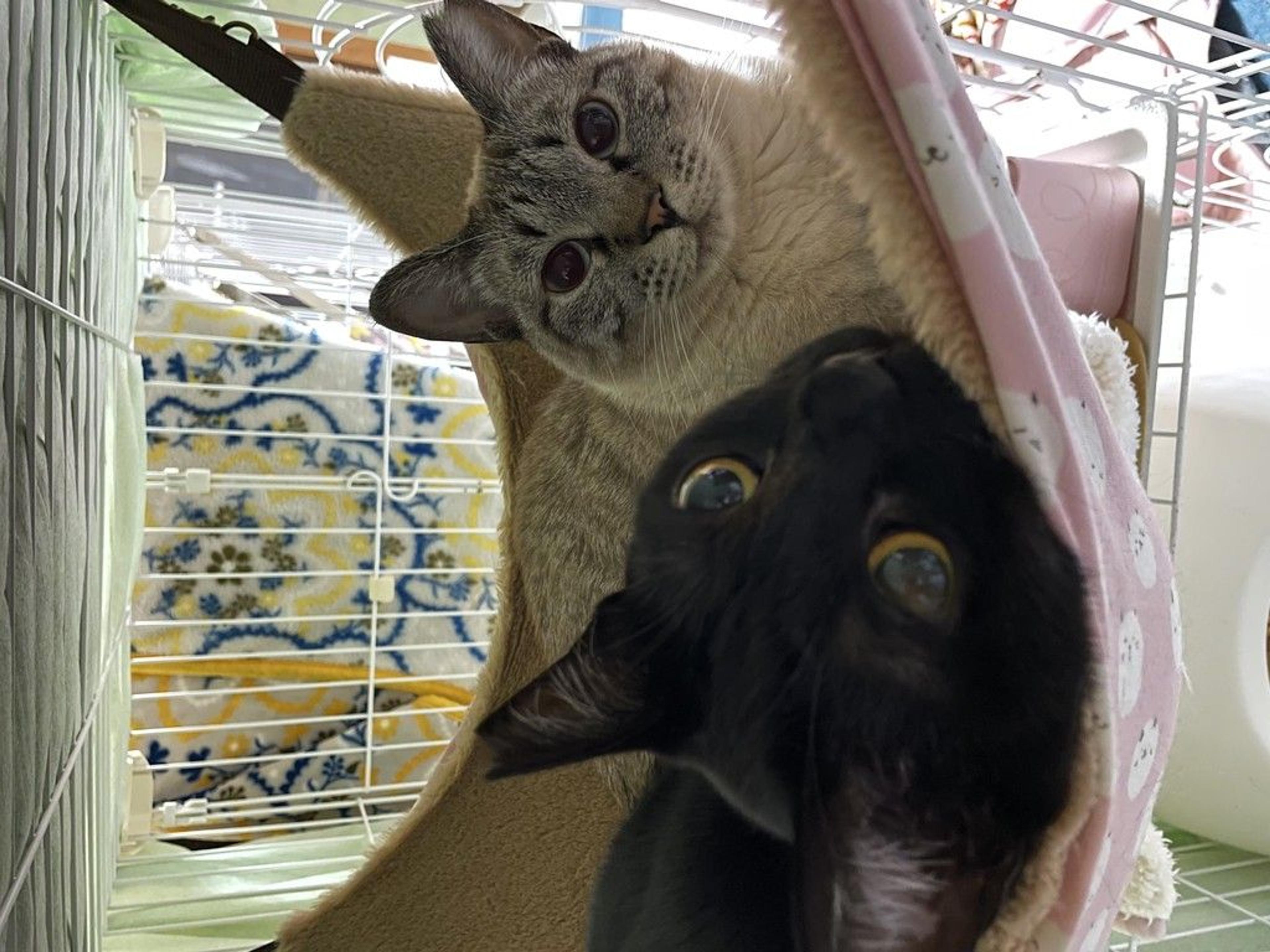 pet-image-9