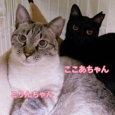こりん♥︎ここあ