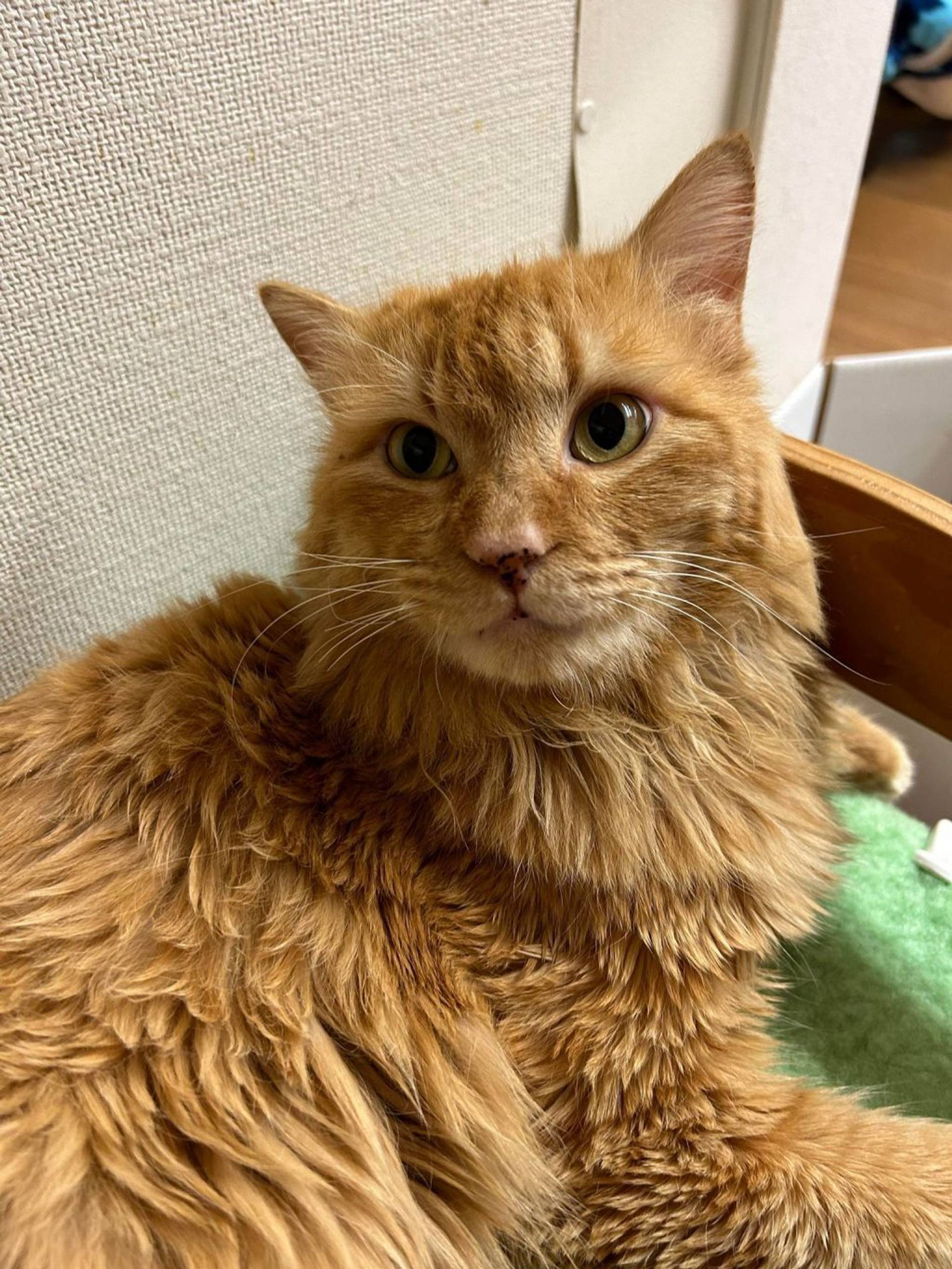 雑種（ミックス猫）・オスの里親募集の写真