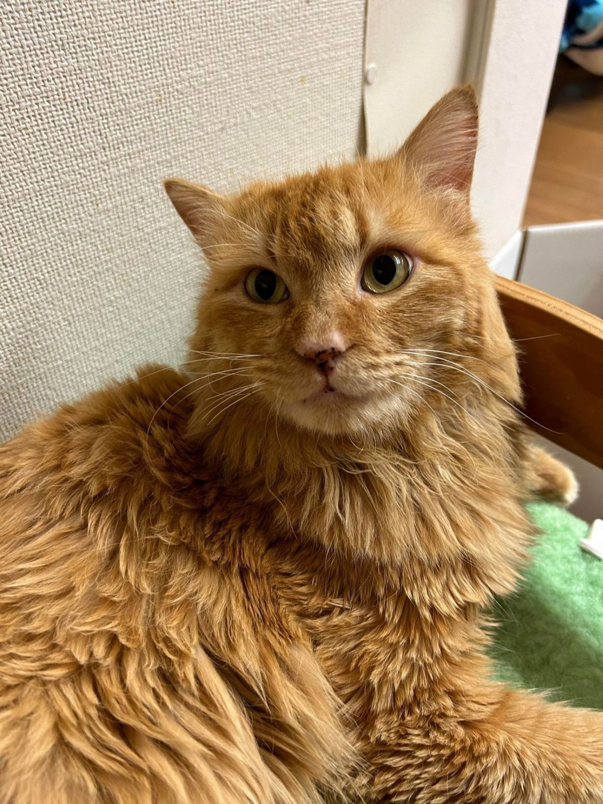 雑種（ミックス猫）・オスの里親募集の写真