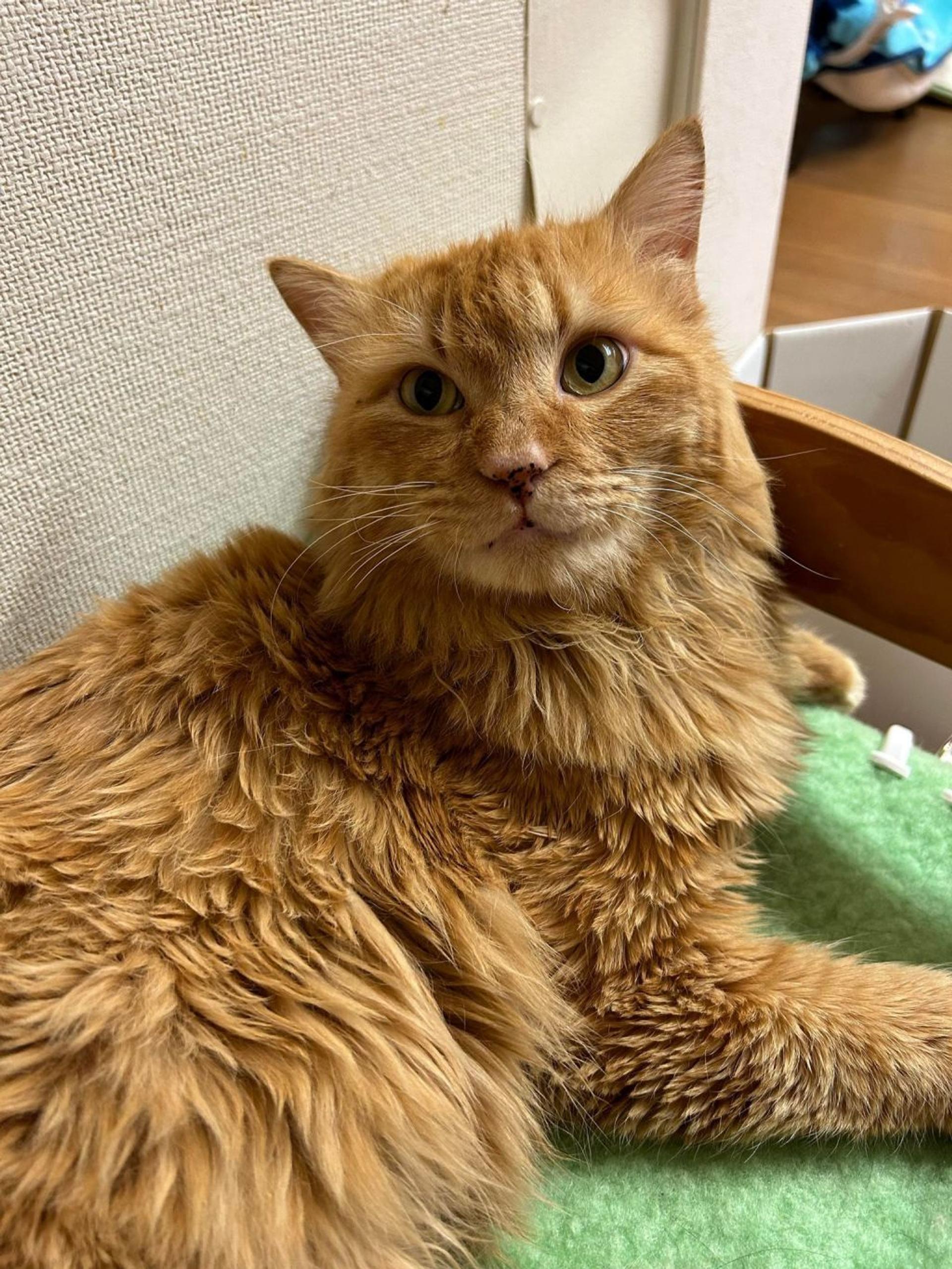 pet-image-7