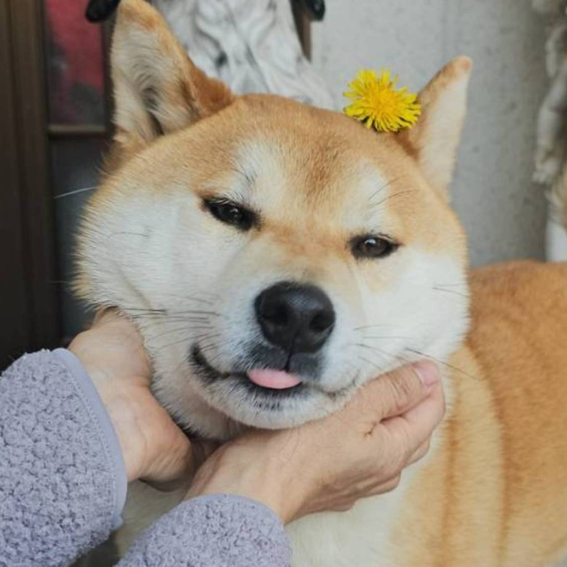 柴犬・オスの里親募集の写真