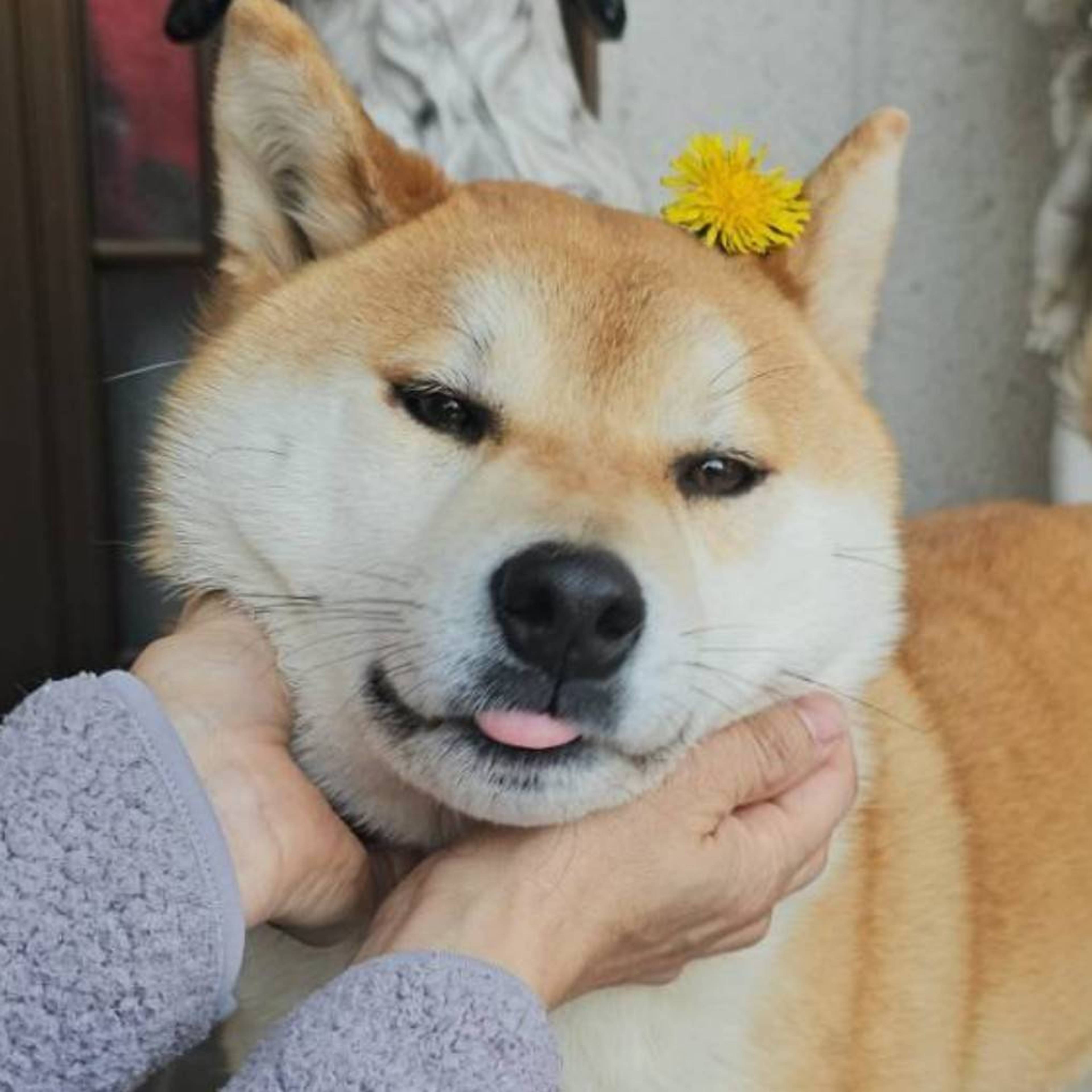 柴犬・オスの里親募集の写真