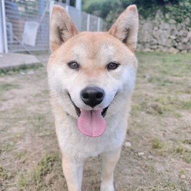 どすこい太郎