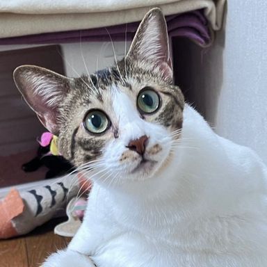 いちの写真