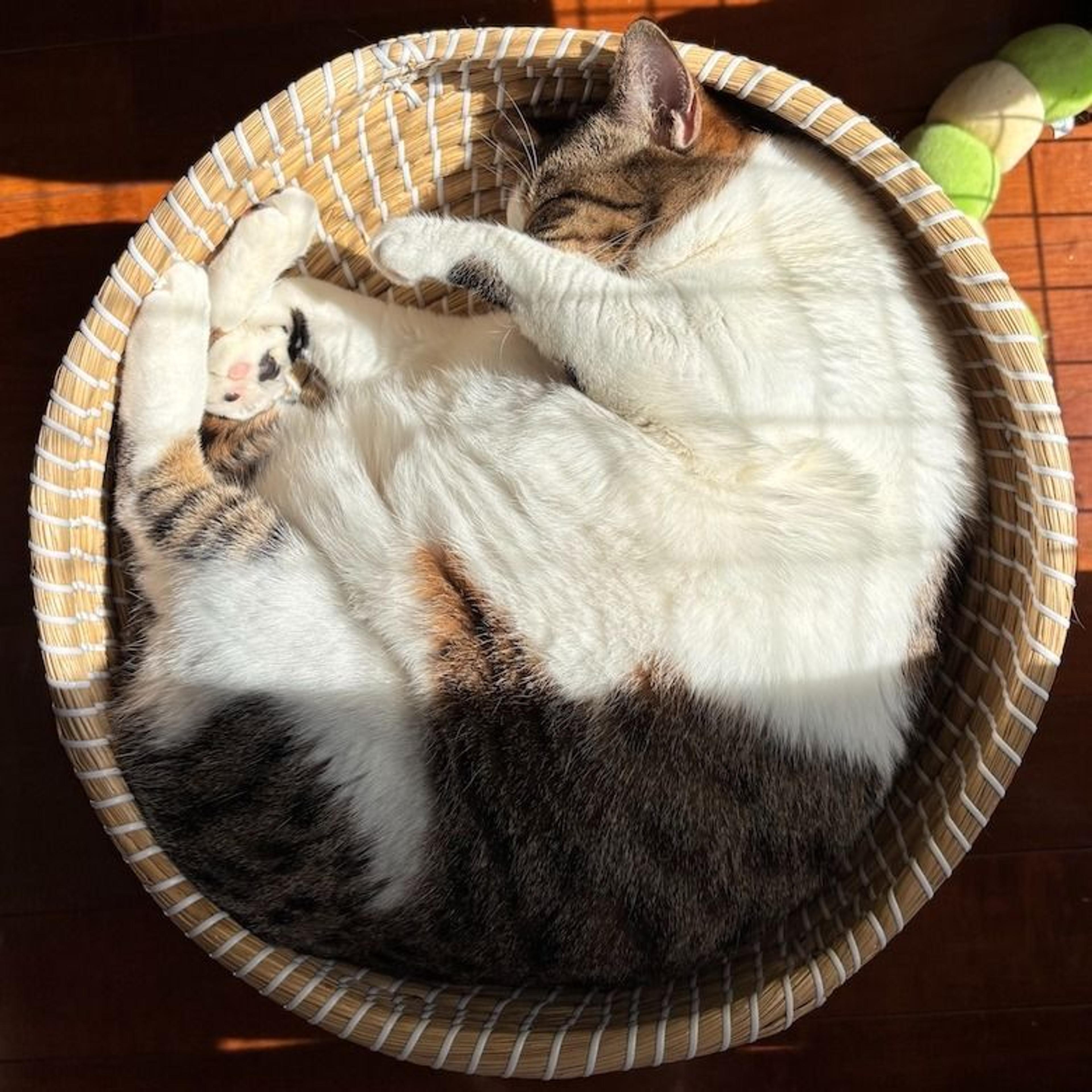 pet-image-4