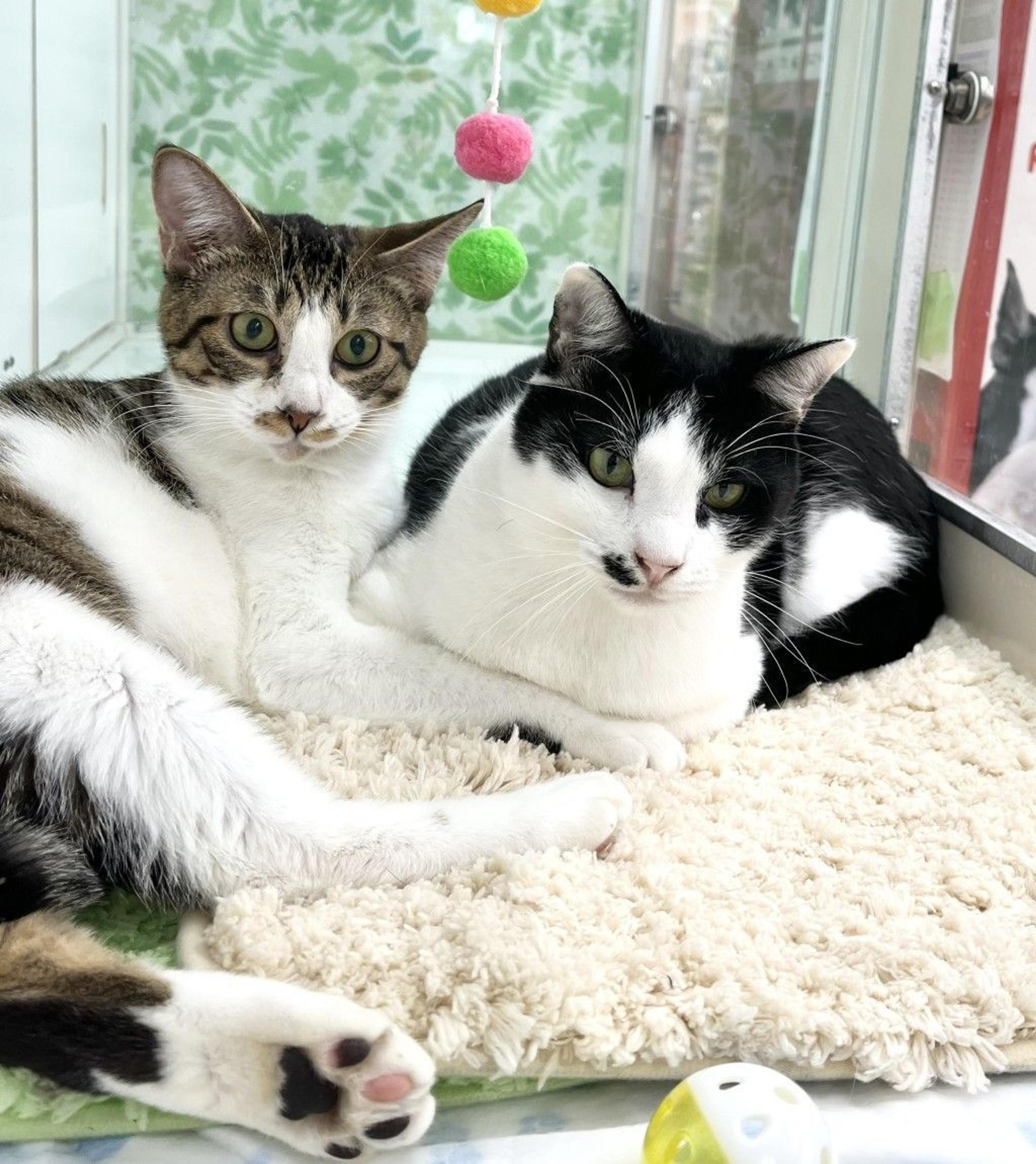 pet-image-5
