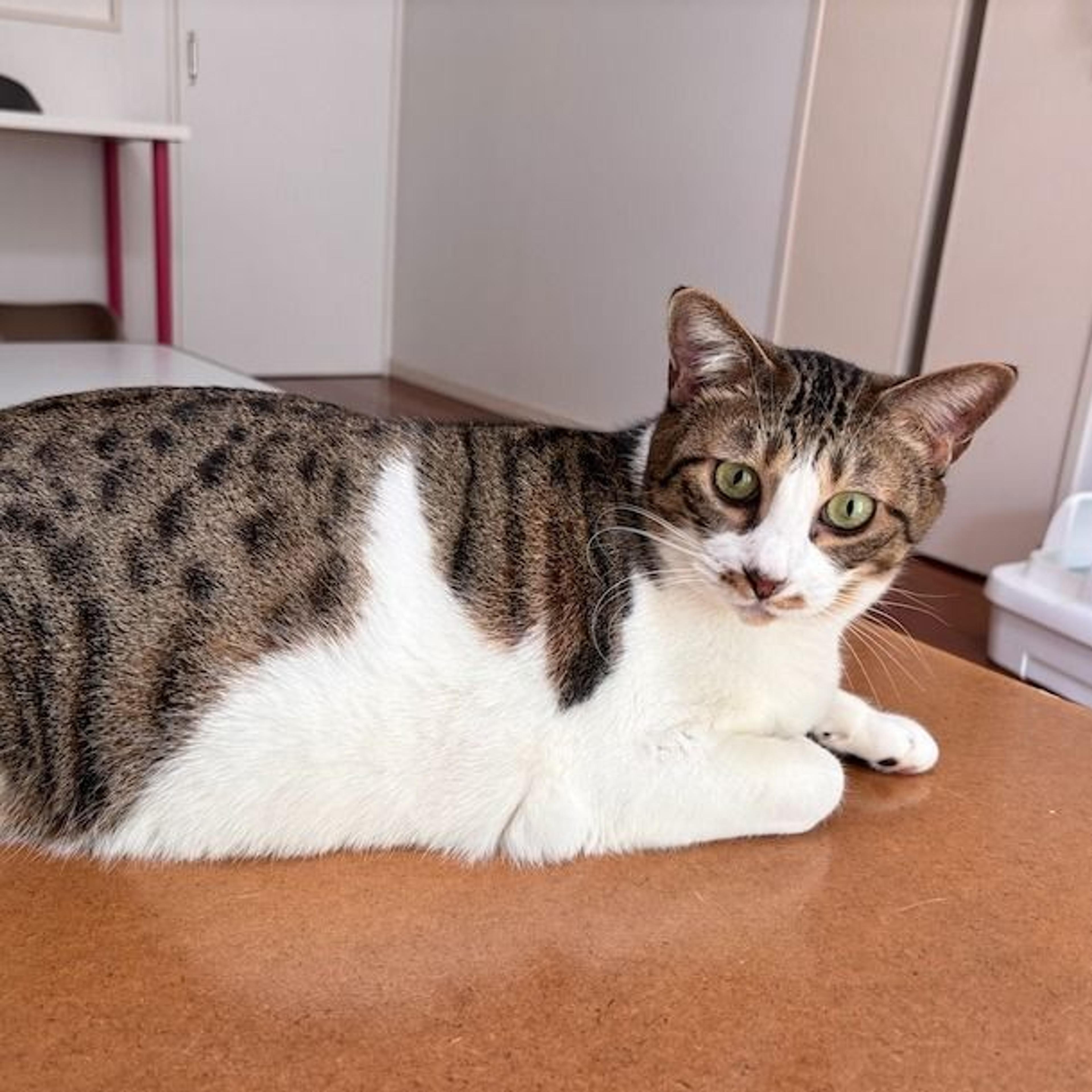 pet-image-6
