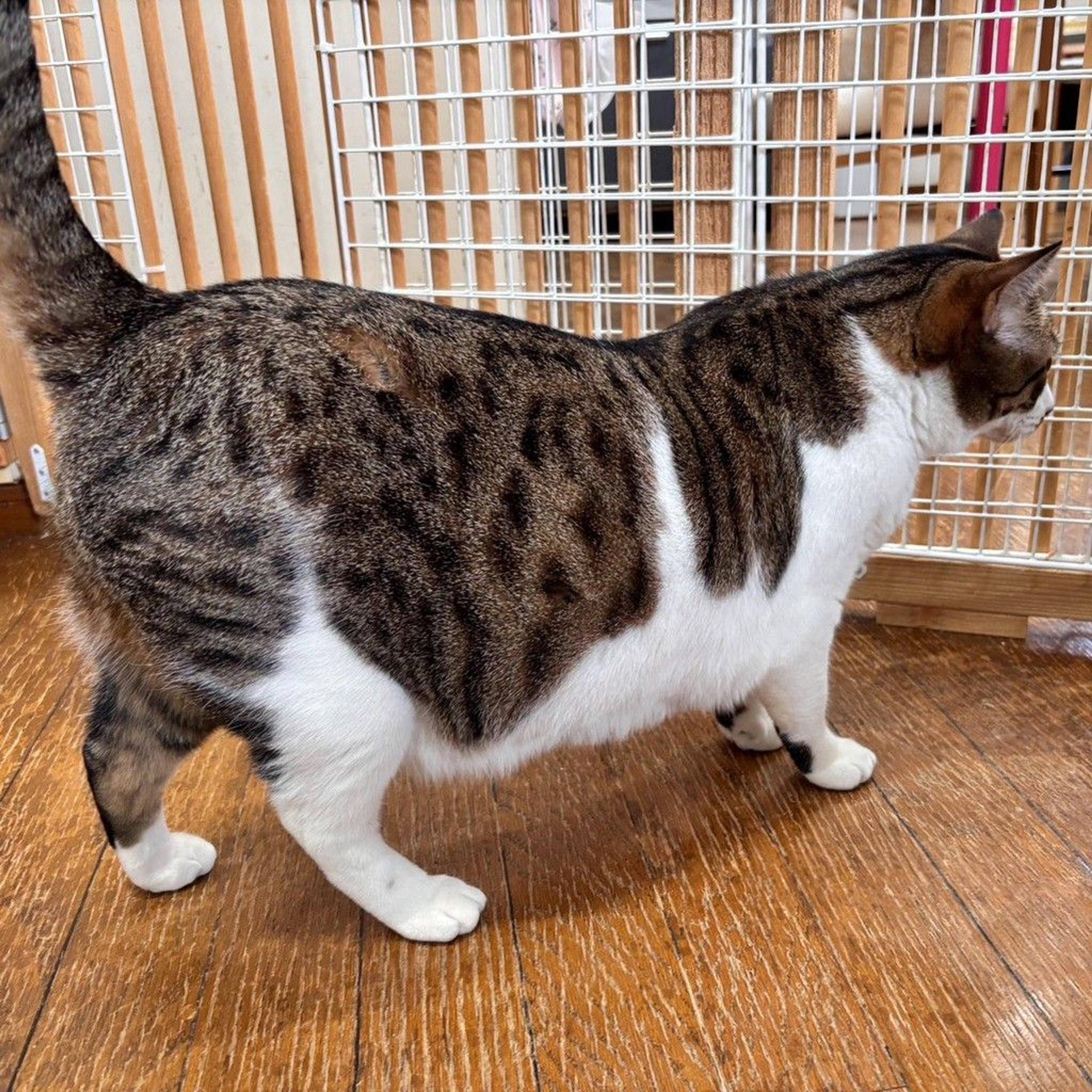 pet-image-7