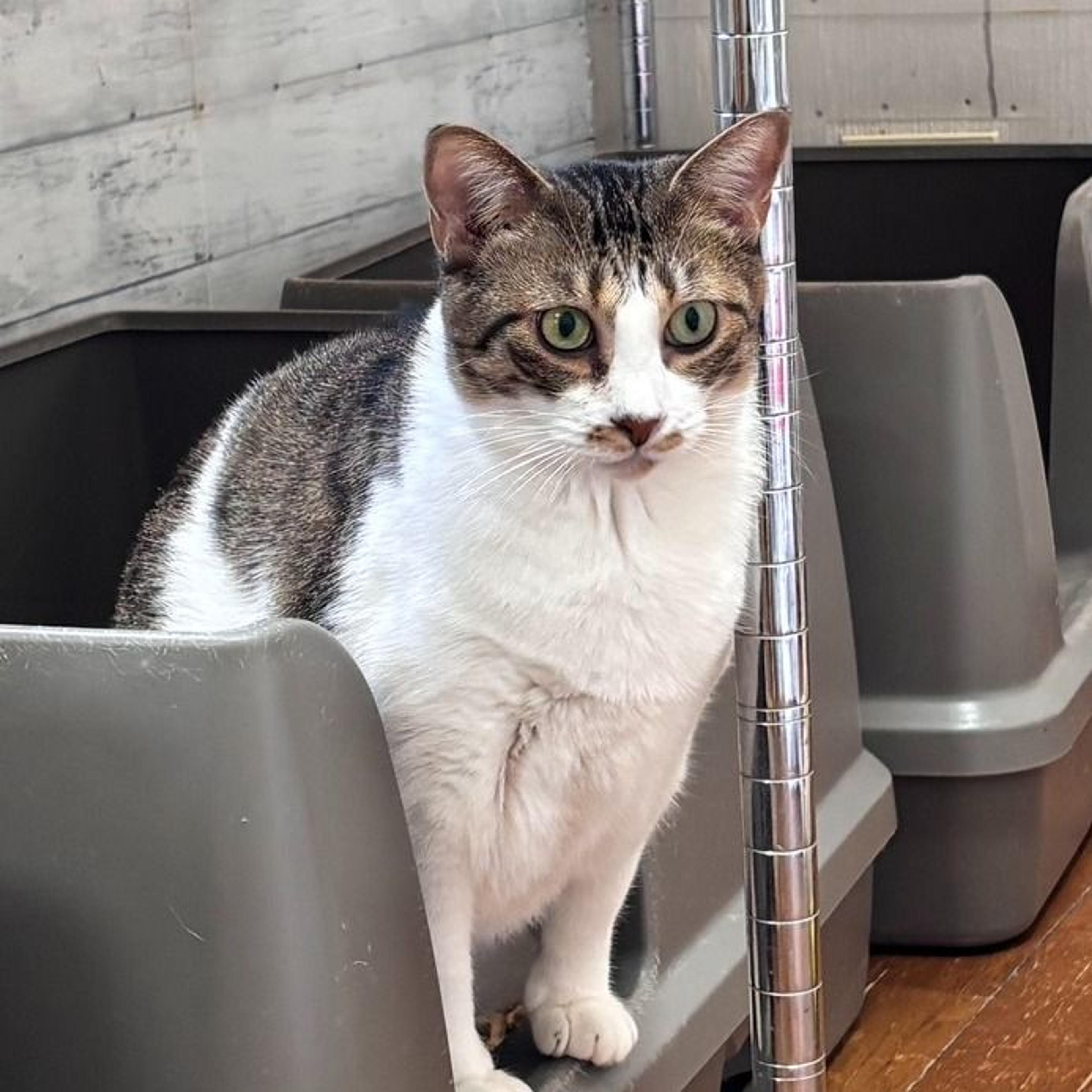 pet-image-9
