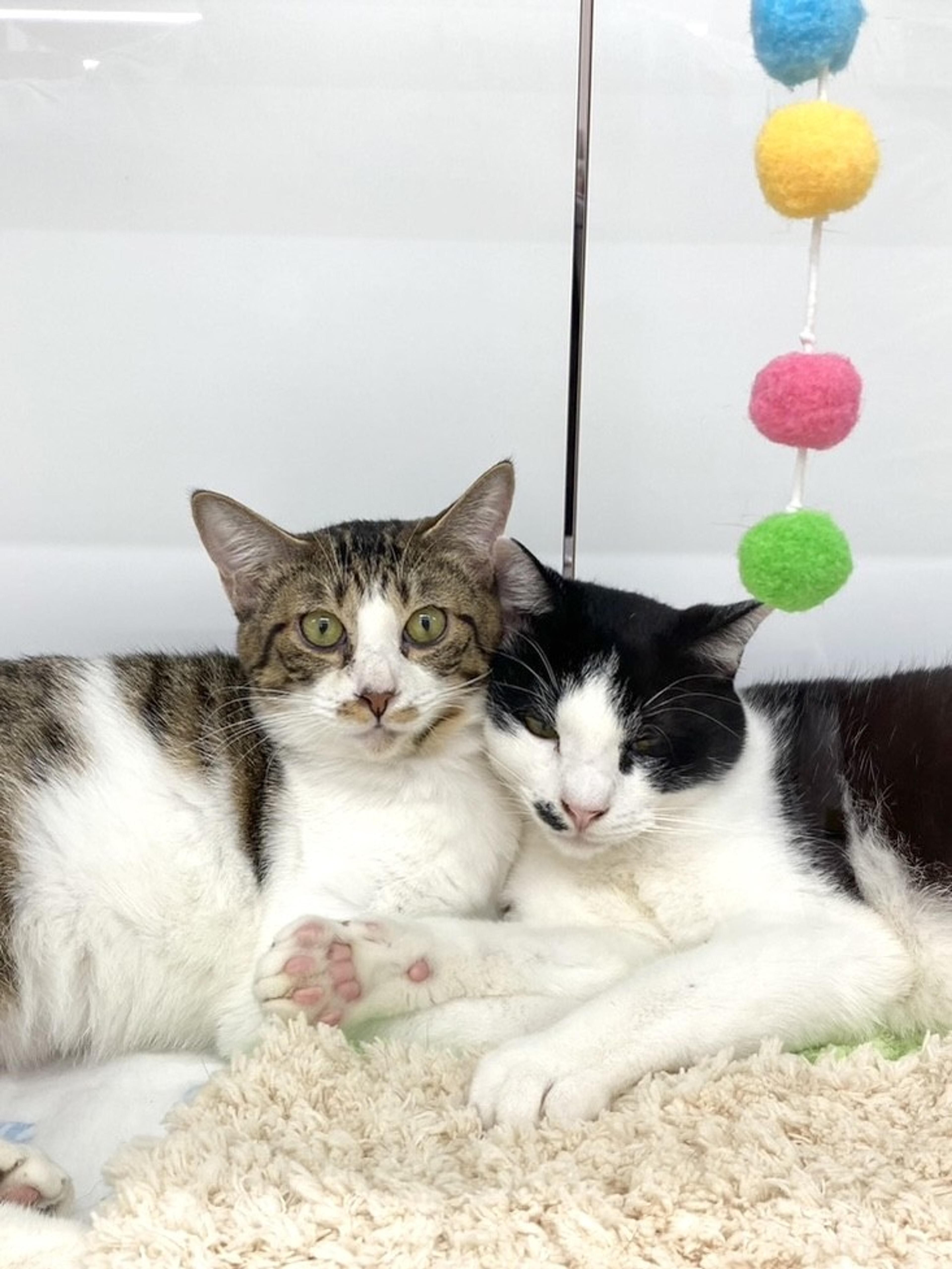 pet-image-4