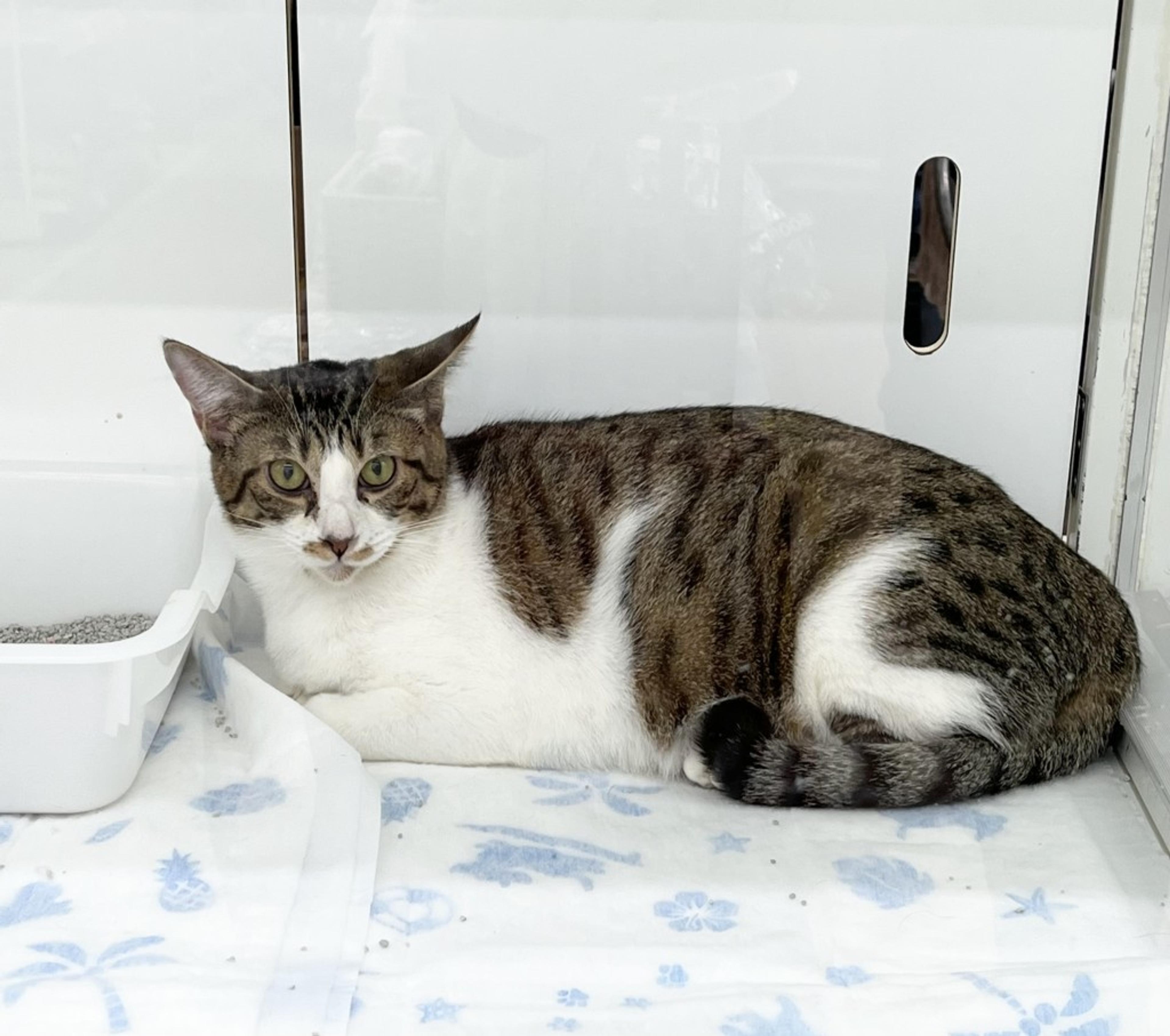 pet-image-3