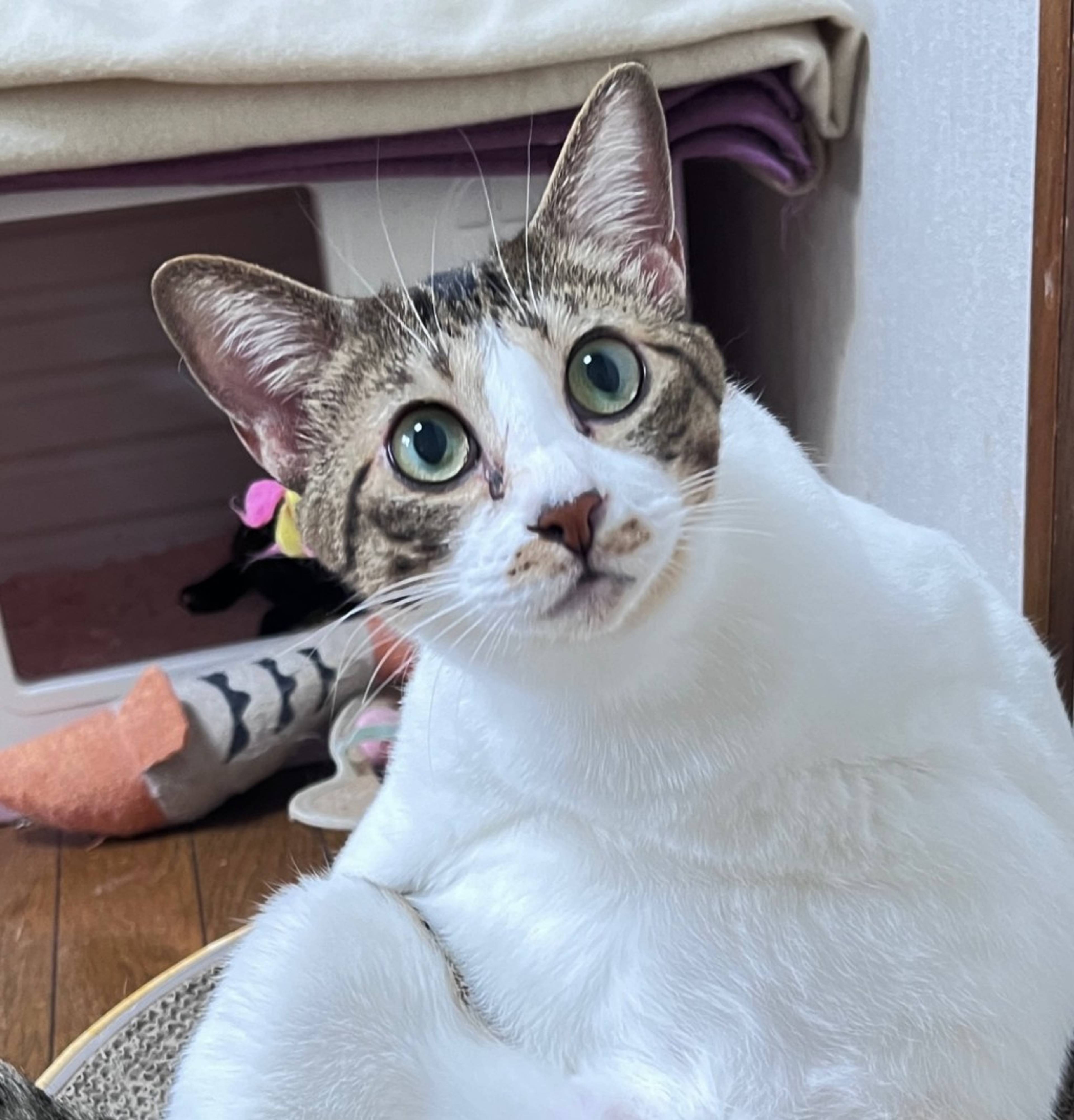 雑種（ミックス猫）・メスの里親募集の写真