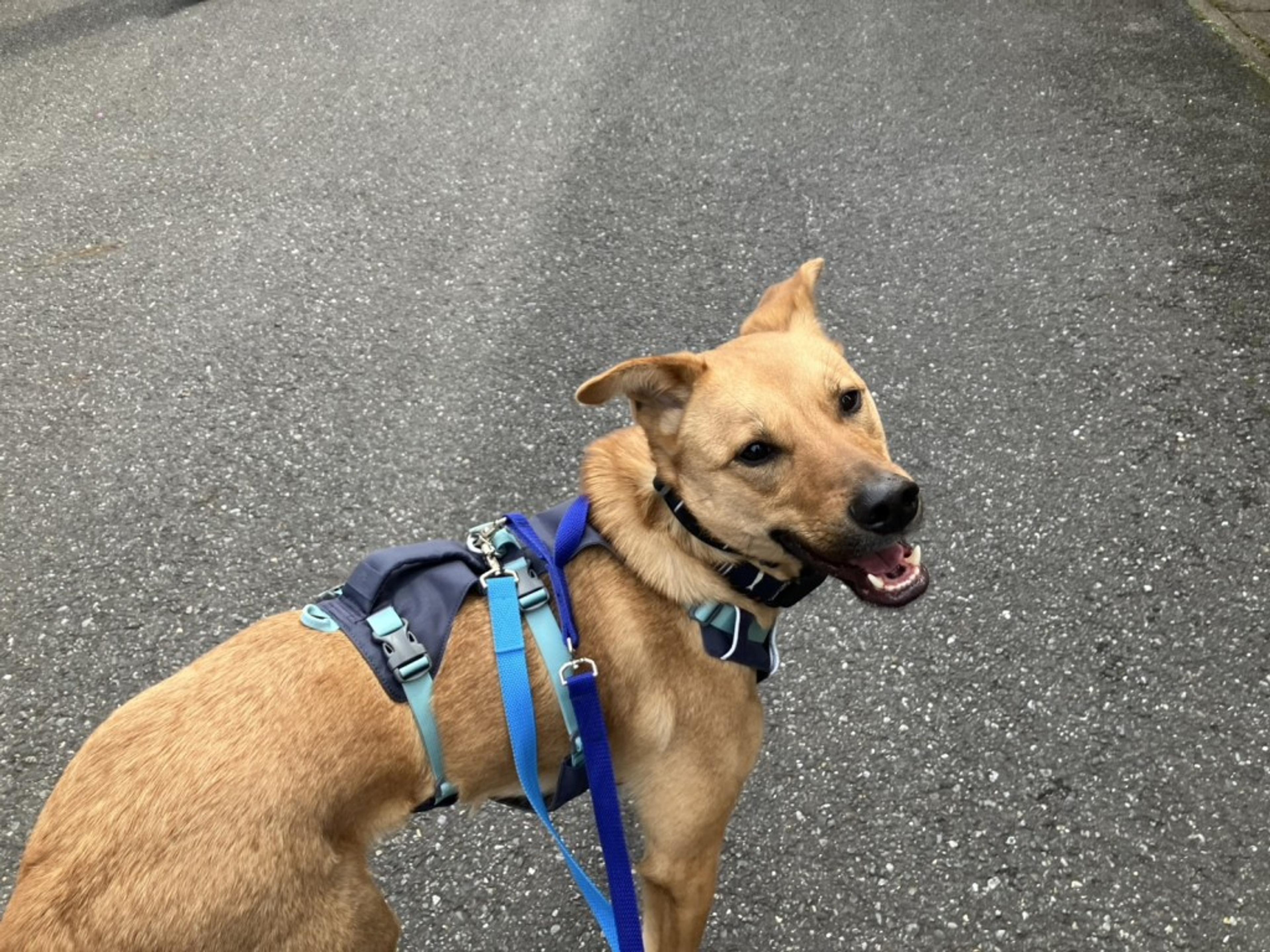 pet-image-2