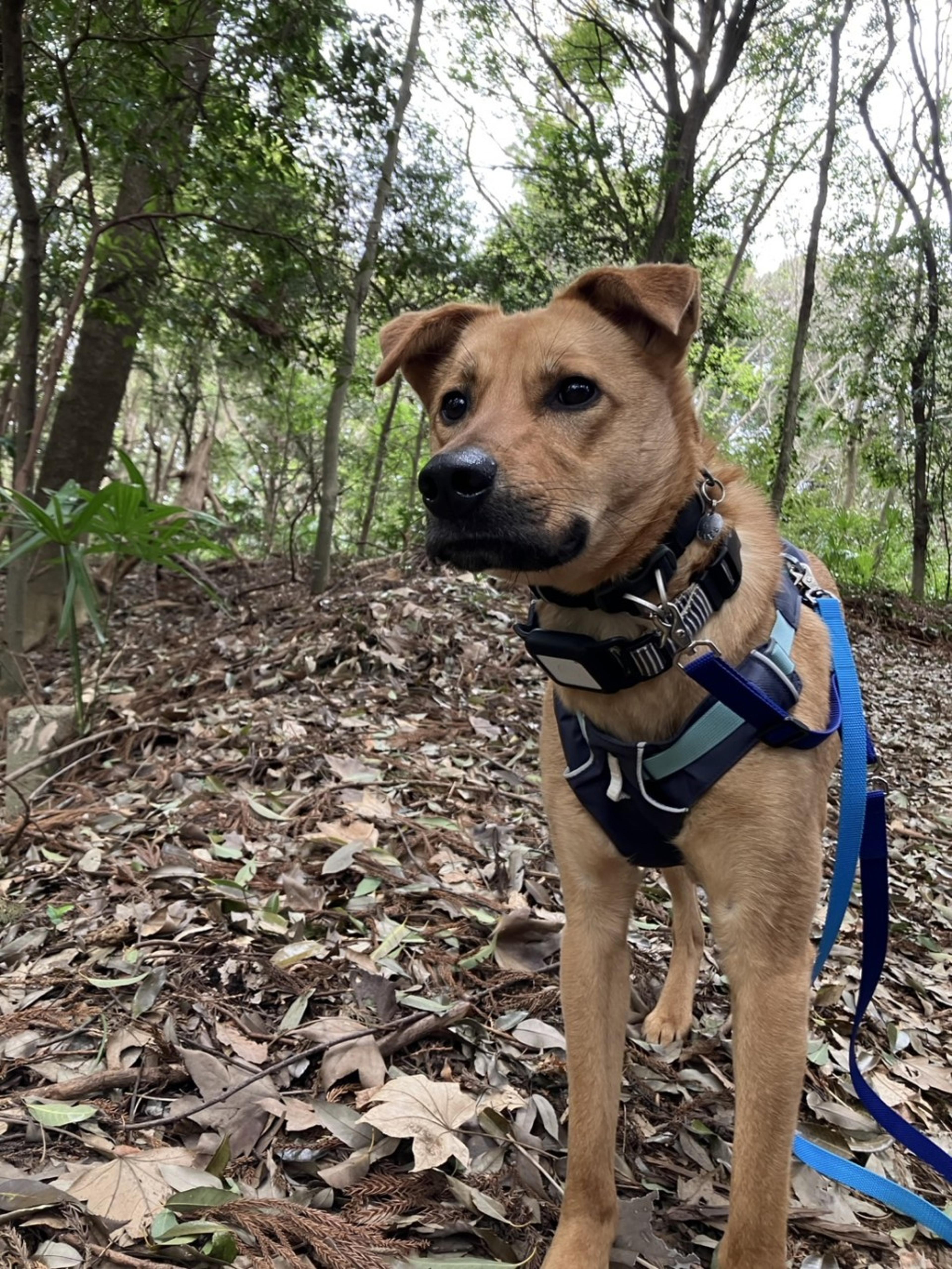pet-image-3